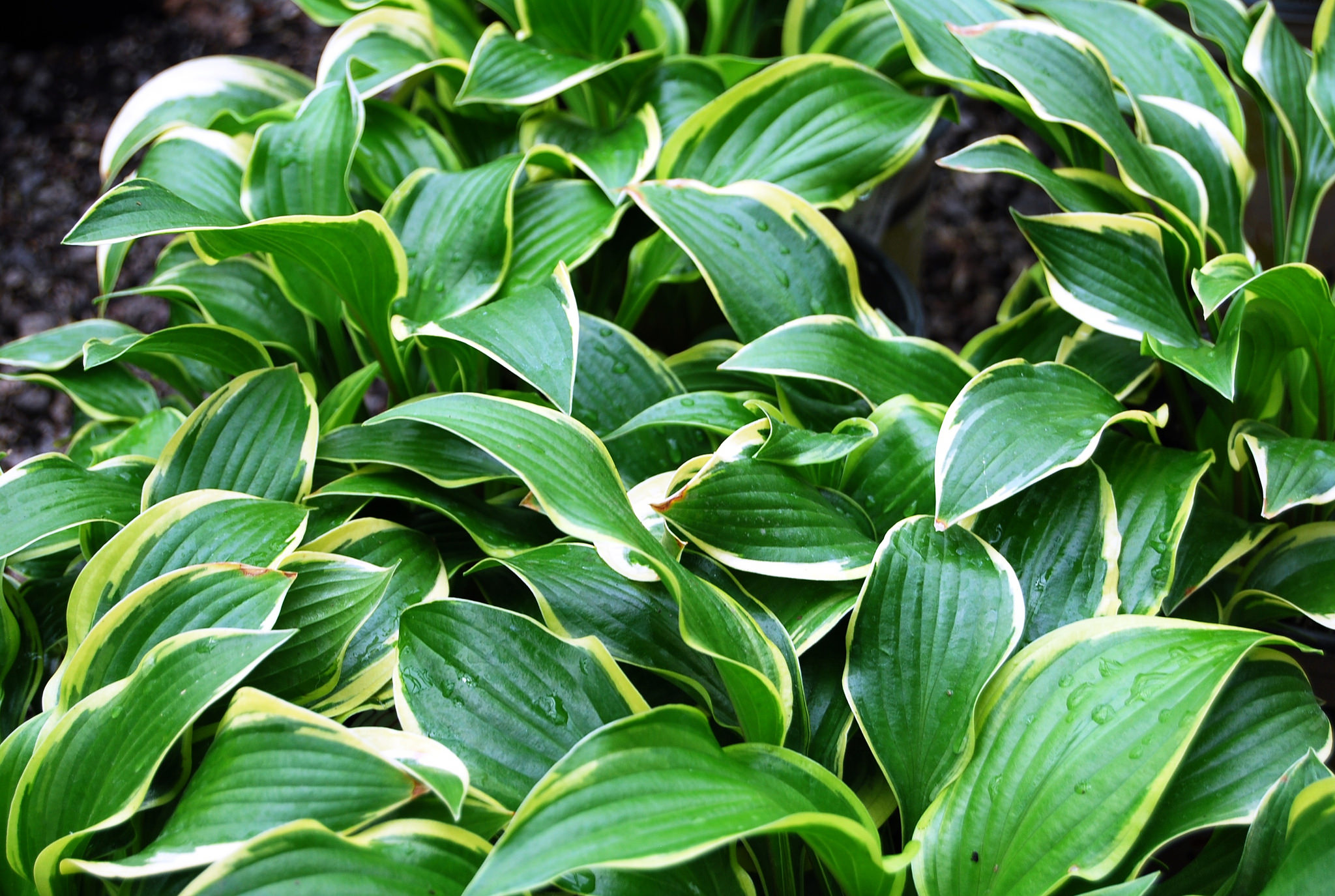 Hosta