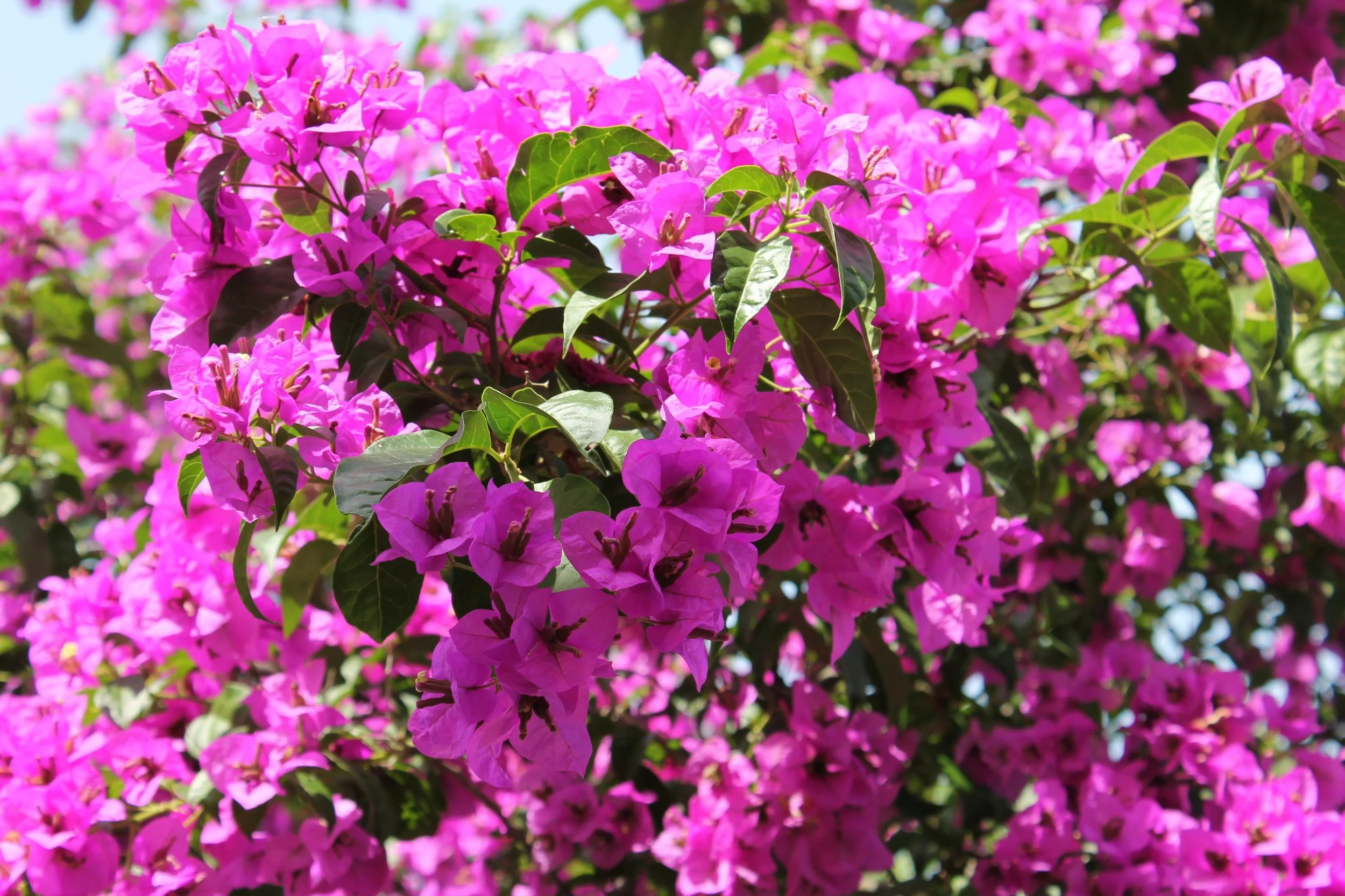 Bougainvillea