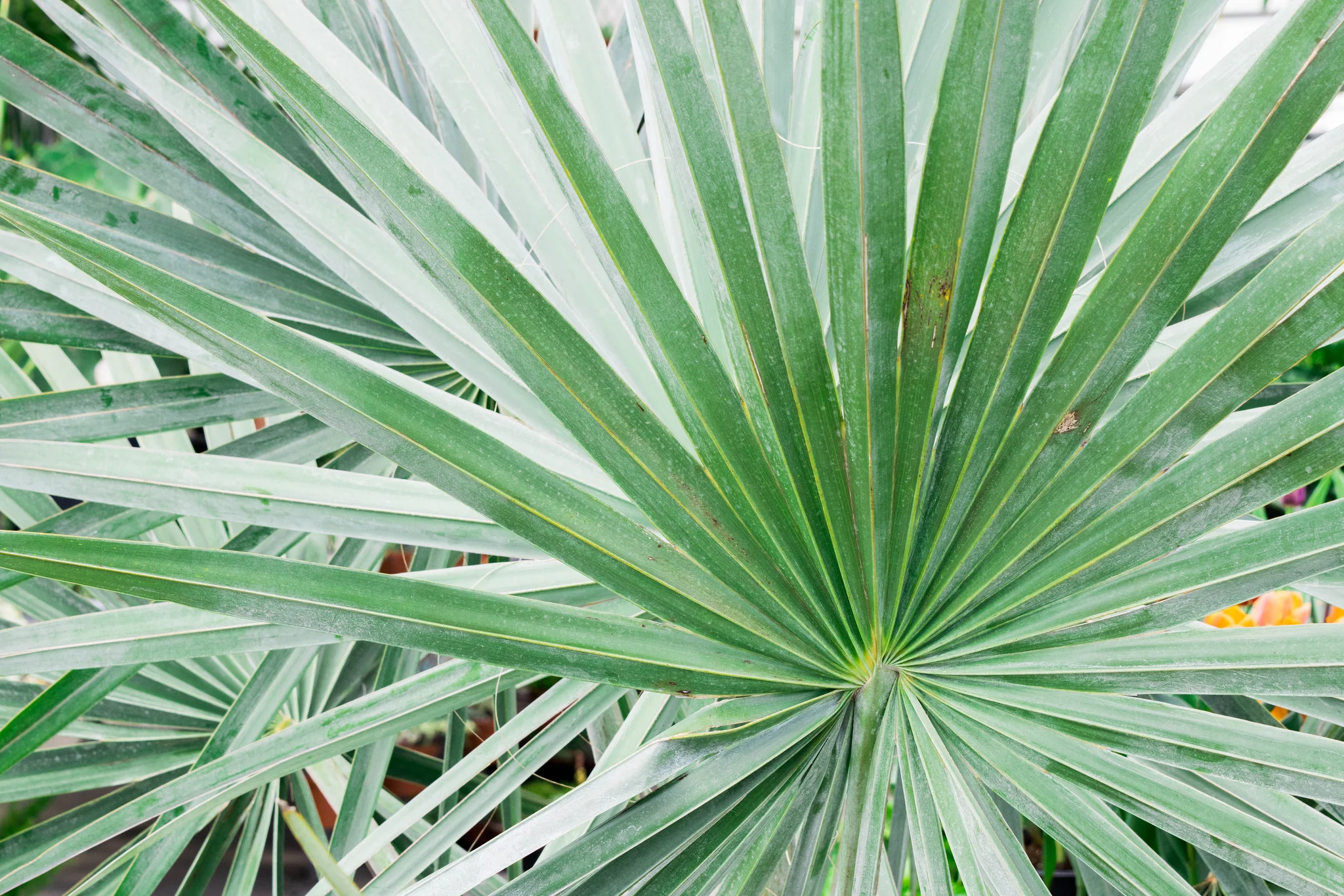 Palms