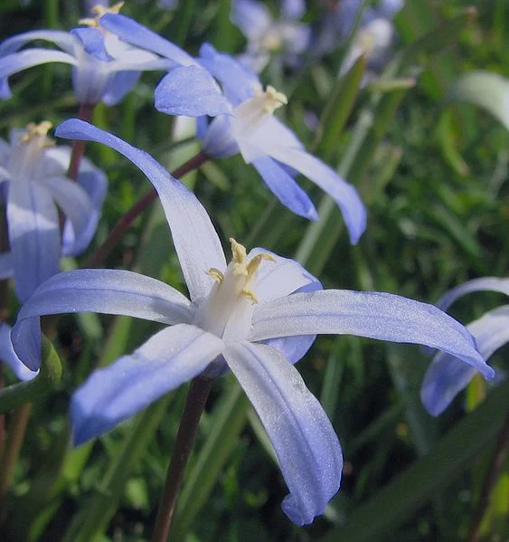 Chionodoxa