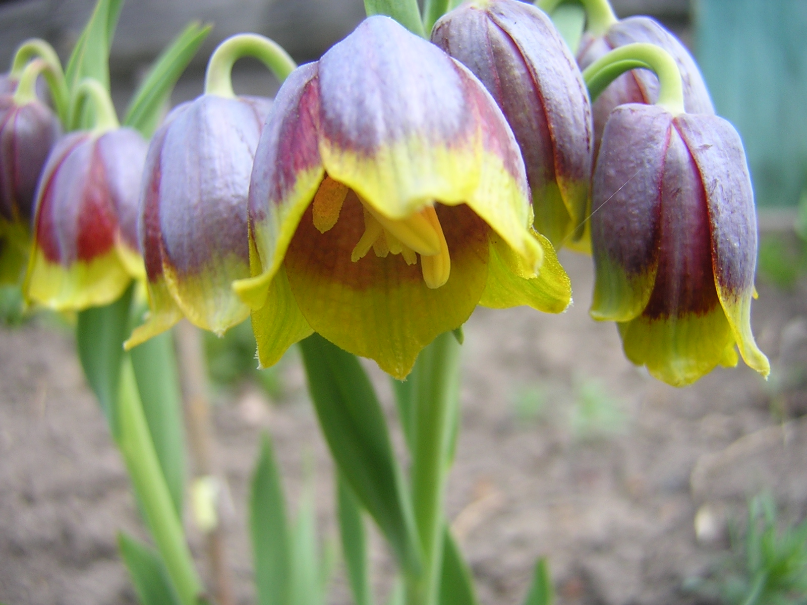Fritillaria