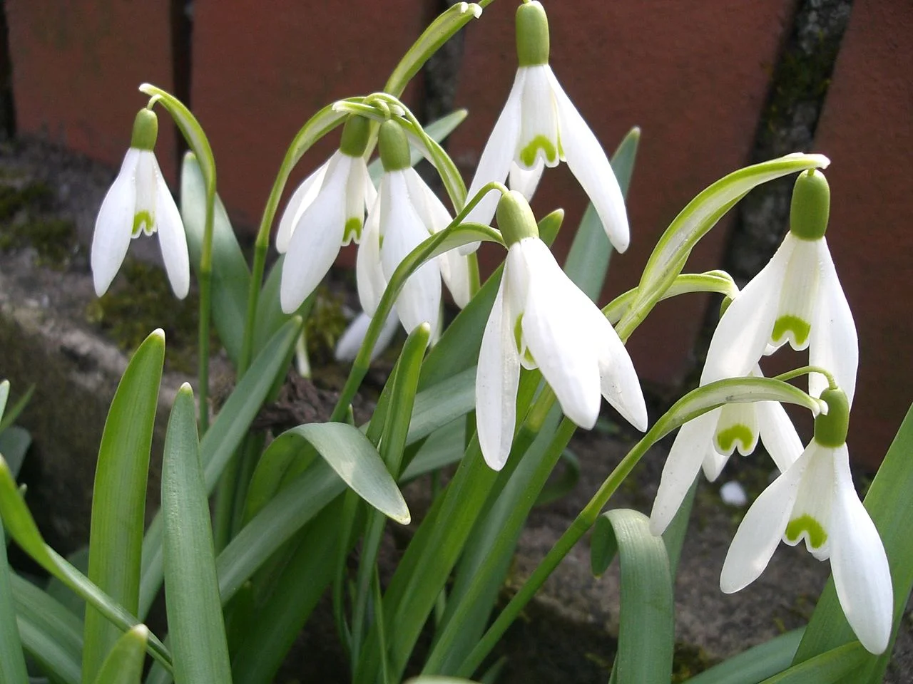 Galanthus