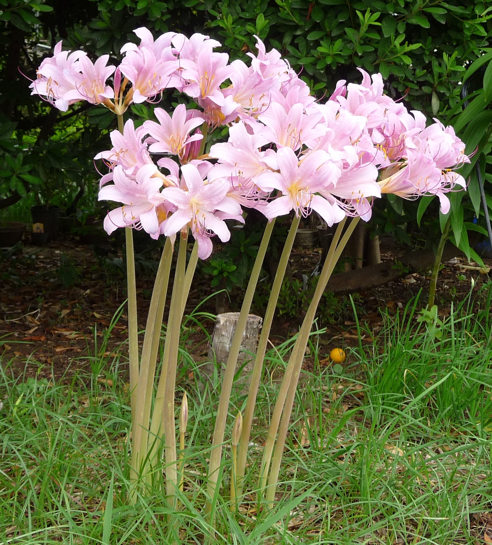 Lycoris
