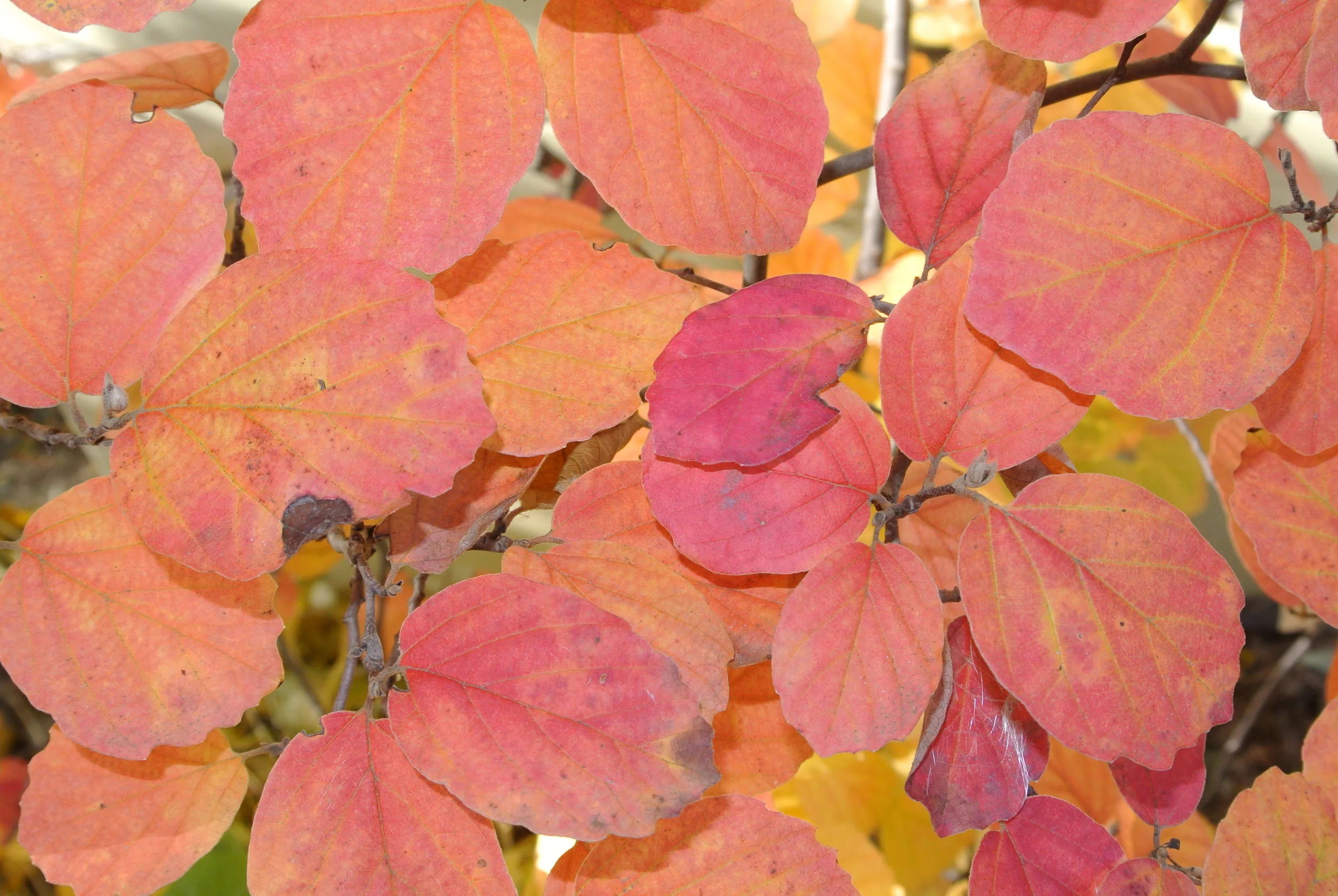 Fothergilla