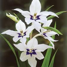 Acidanthera