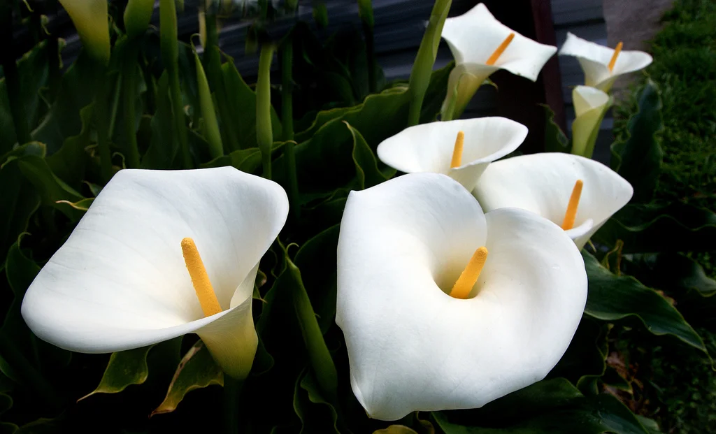 Calla Lilies