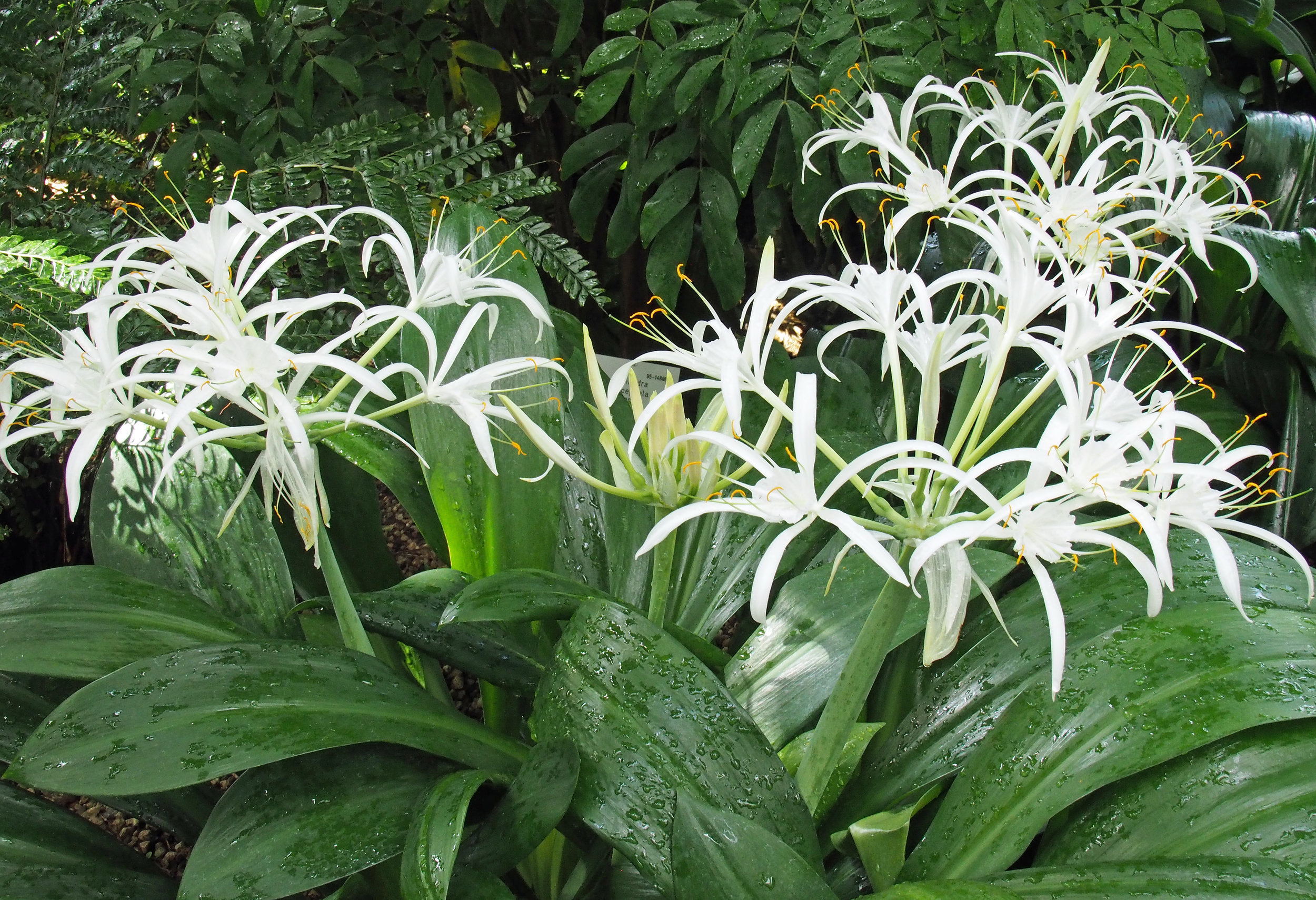 Crinum