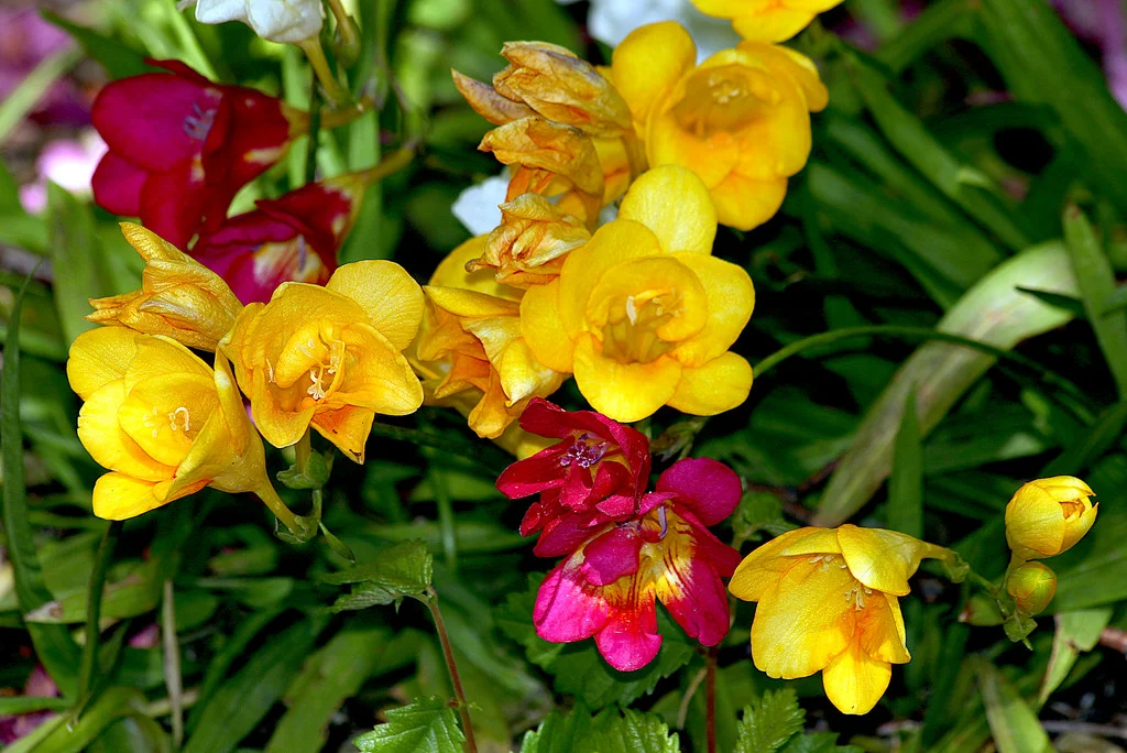 Freesia