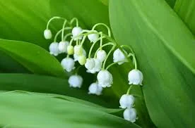 Lily of the Valley