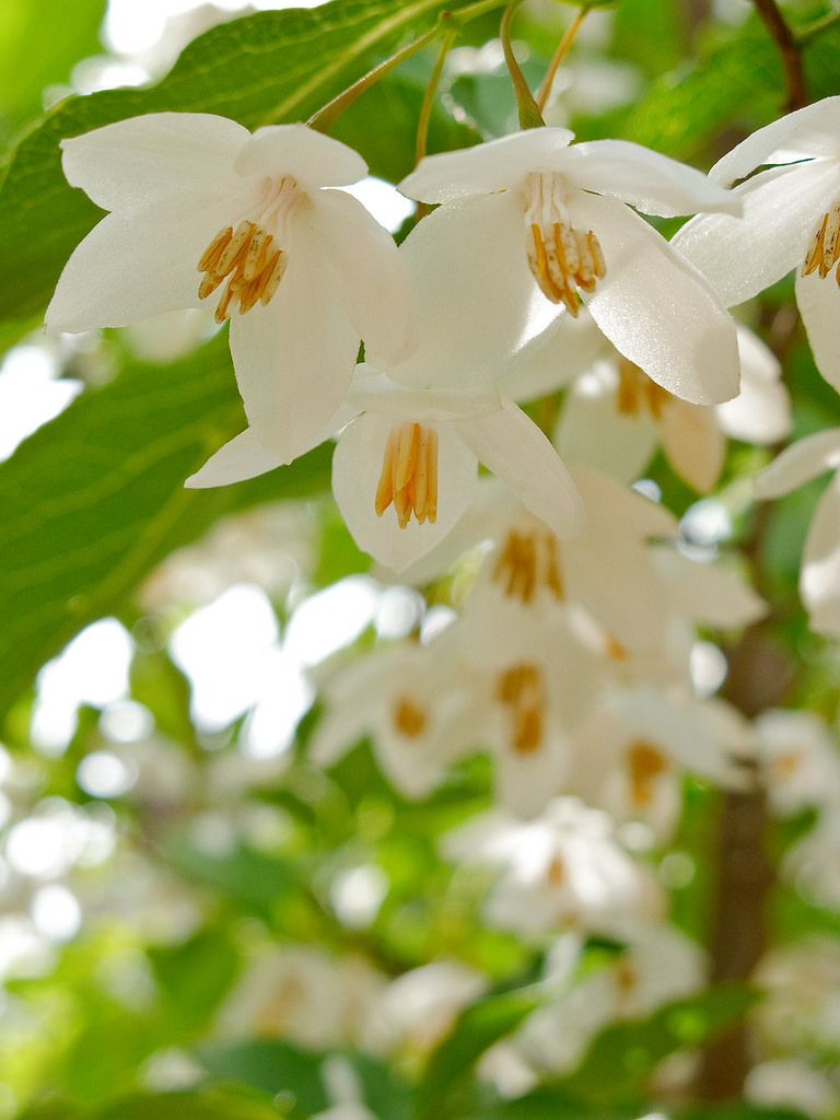 TREES - In the last week, we’ve received dozens of beautiful shade and ornamental trees in a variety of sizes. One of our favorites is the not-so-well-known Japanese Snowbell (Styrax japonica). Available in standard and weeping forms with white or pink flowers that appear in spring, this is a stunning, absolutely beautiful tree that’s easy to grow and carefree. (Pictured is Japanese Snowbell)
