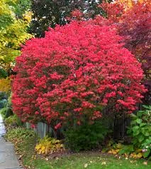Euonymus ‘Burning Bush’