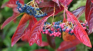 Virburnum ‘Brandywine’