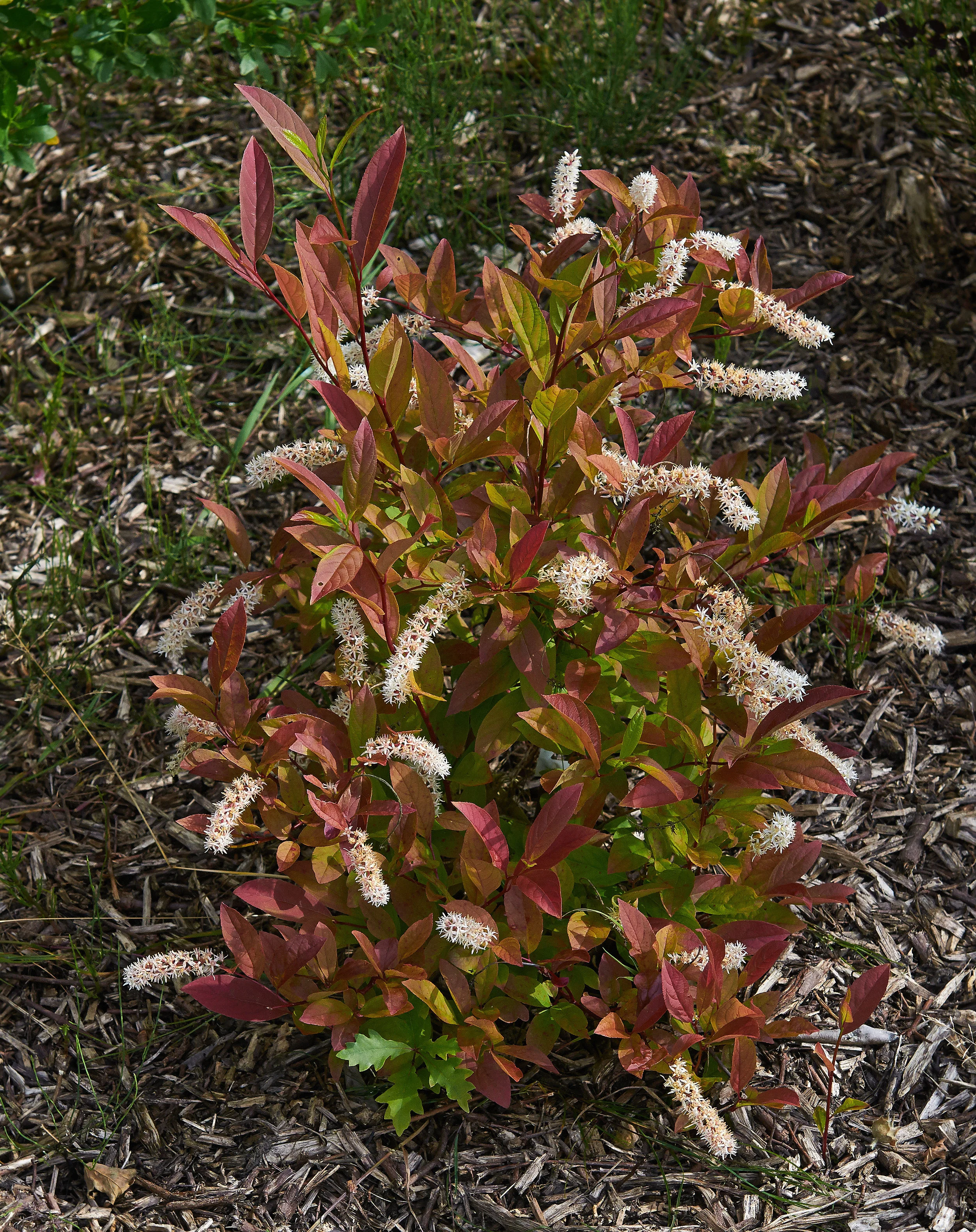 Virginia Sweetspire