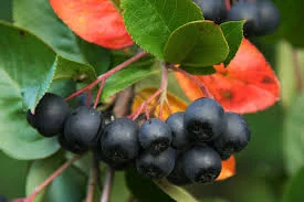 Chokeberry