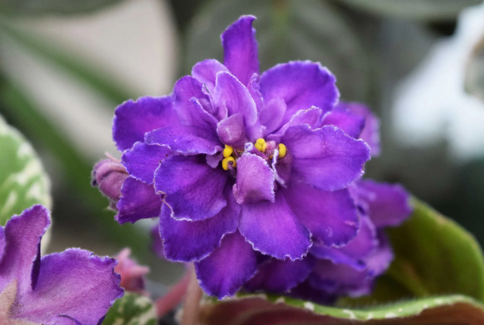 African Violets