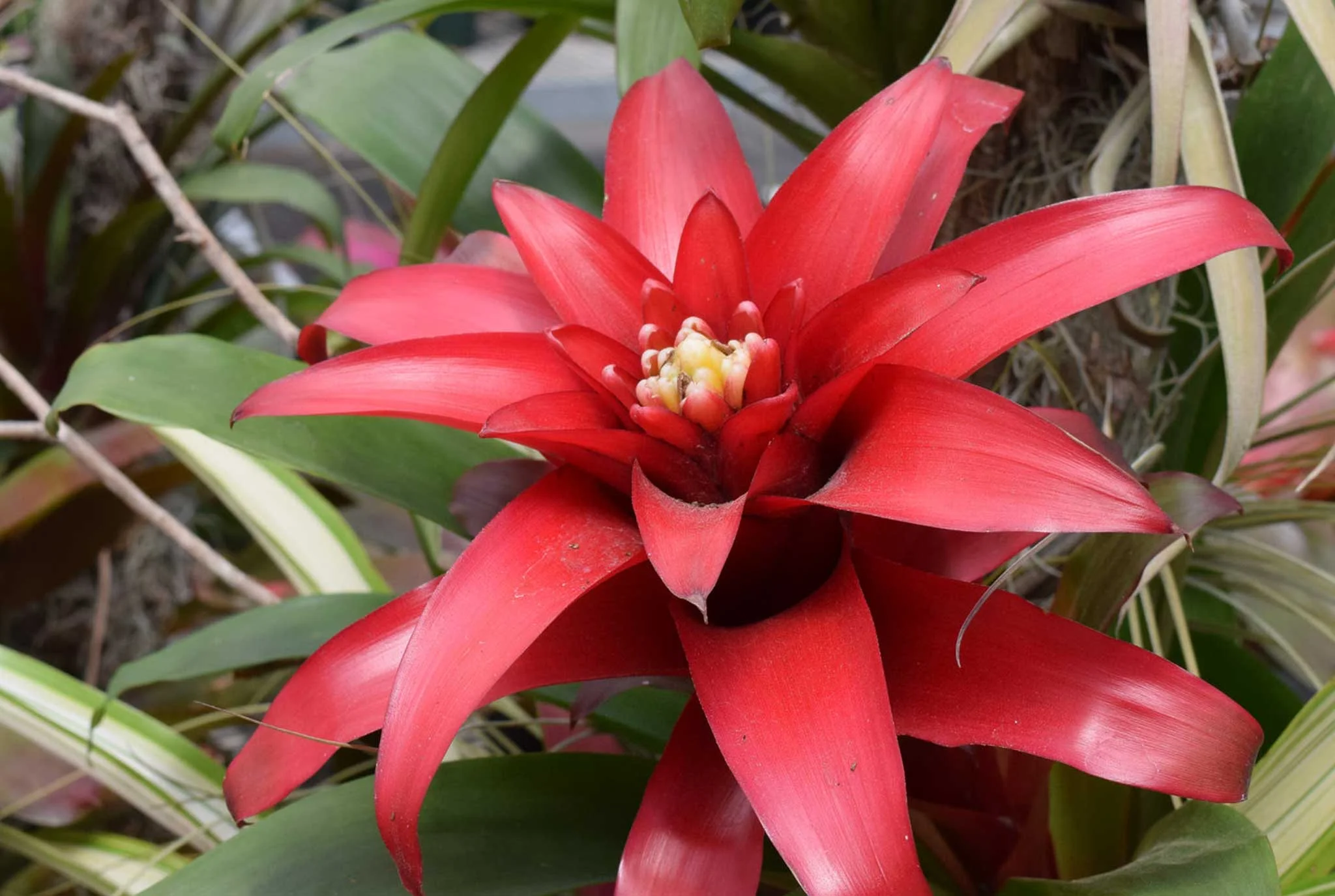 Bromeliads