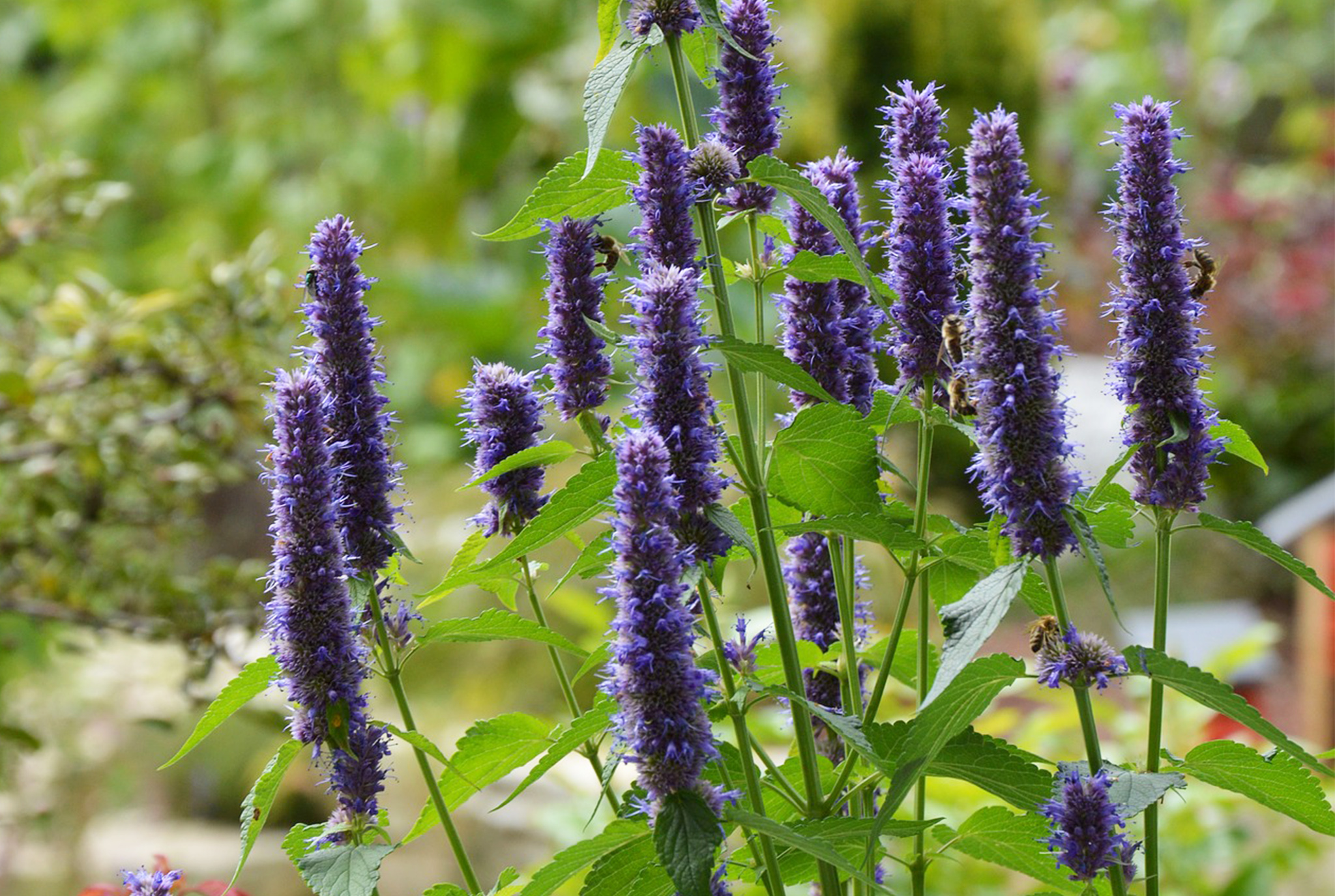 Agastache