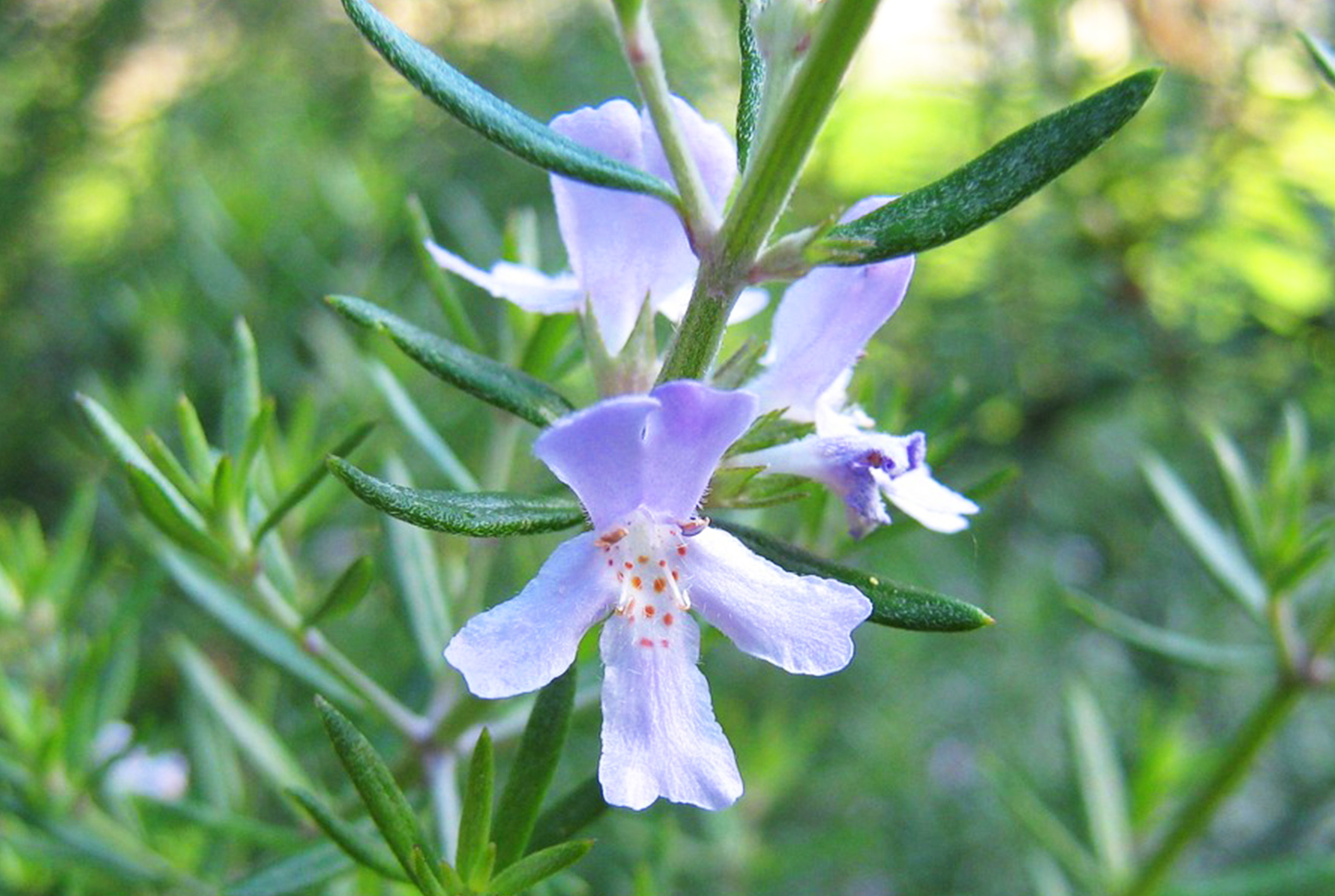 Arp Rosemary