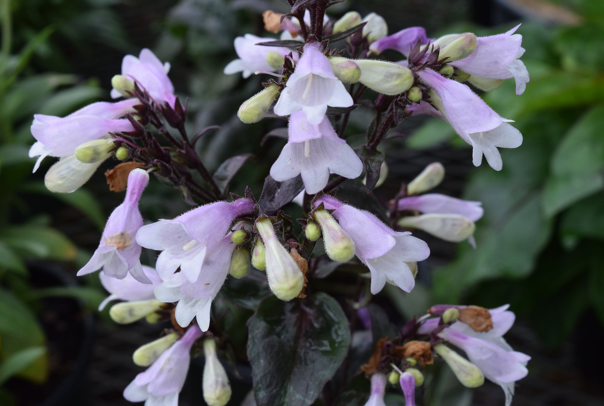 Beardtongue