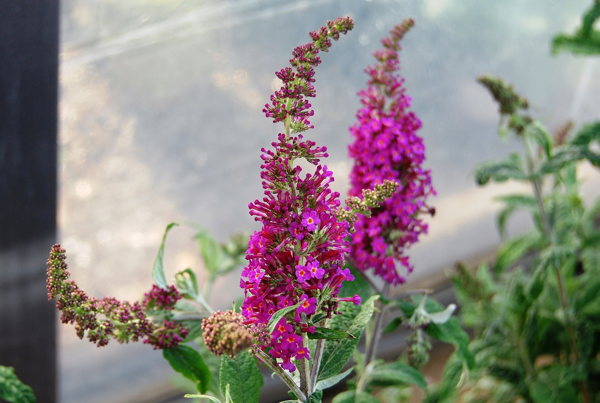 Buddleia