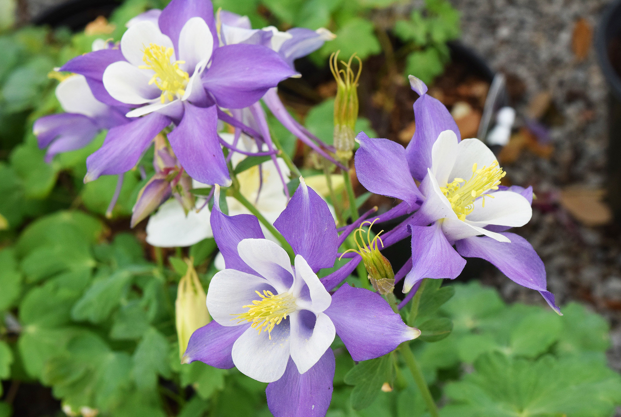 Columbine