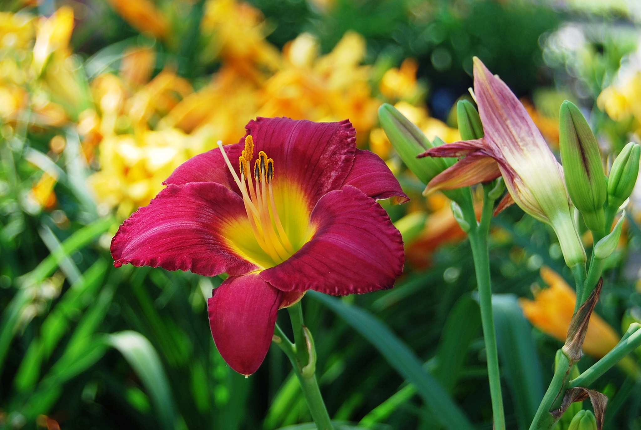 Daylilies