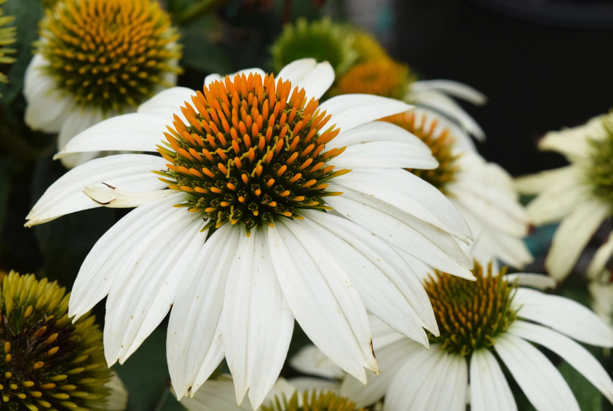 Echinacea