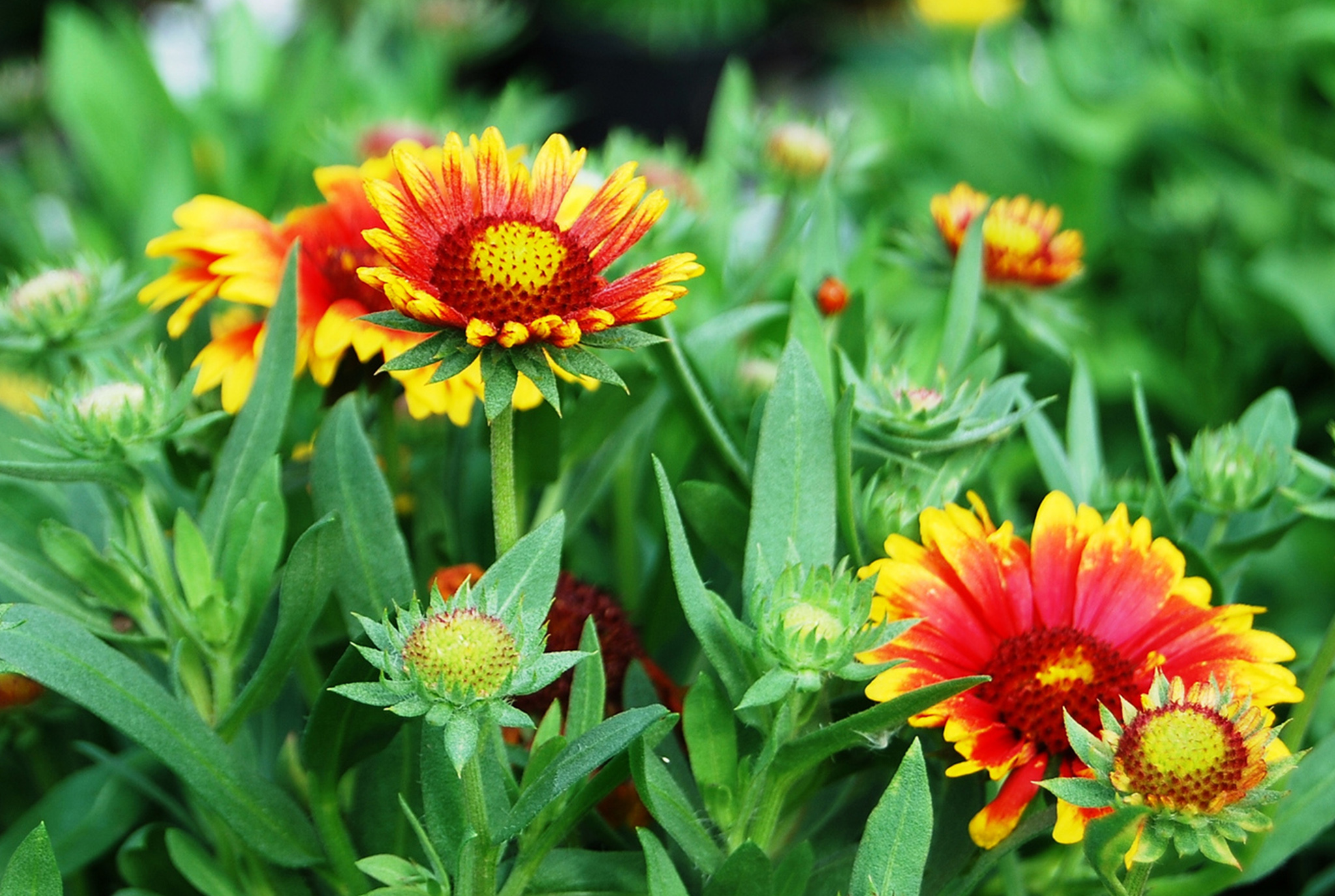 Gaillardia