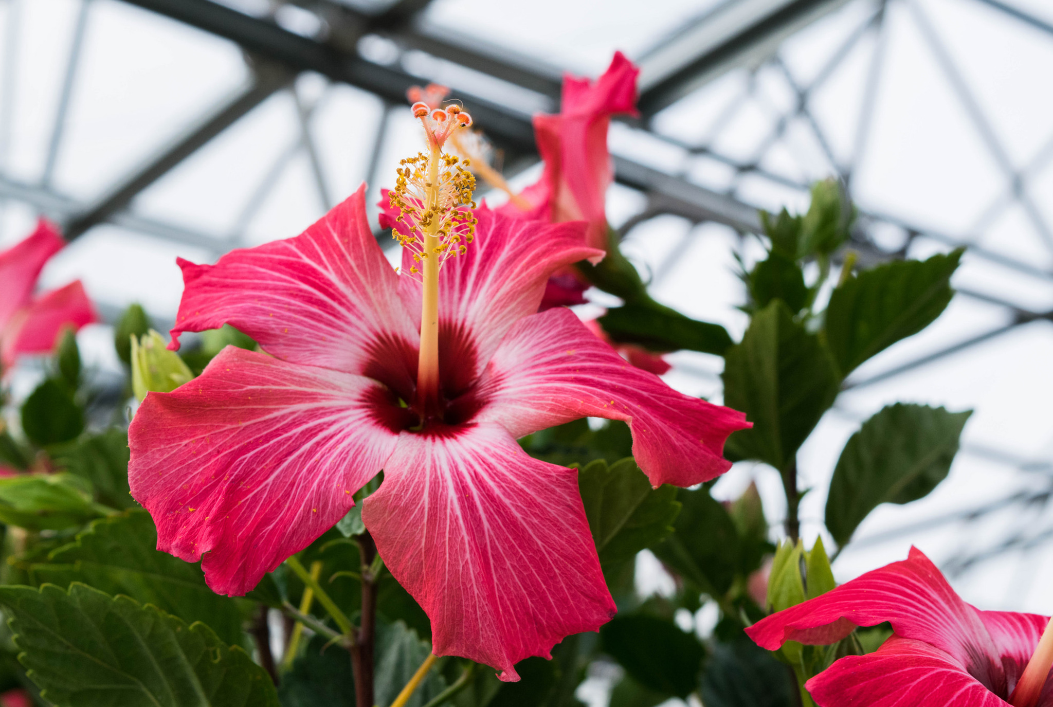Hibiscus