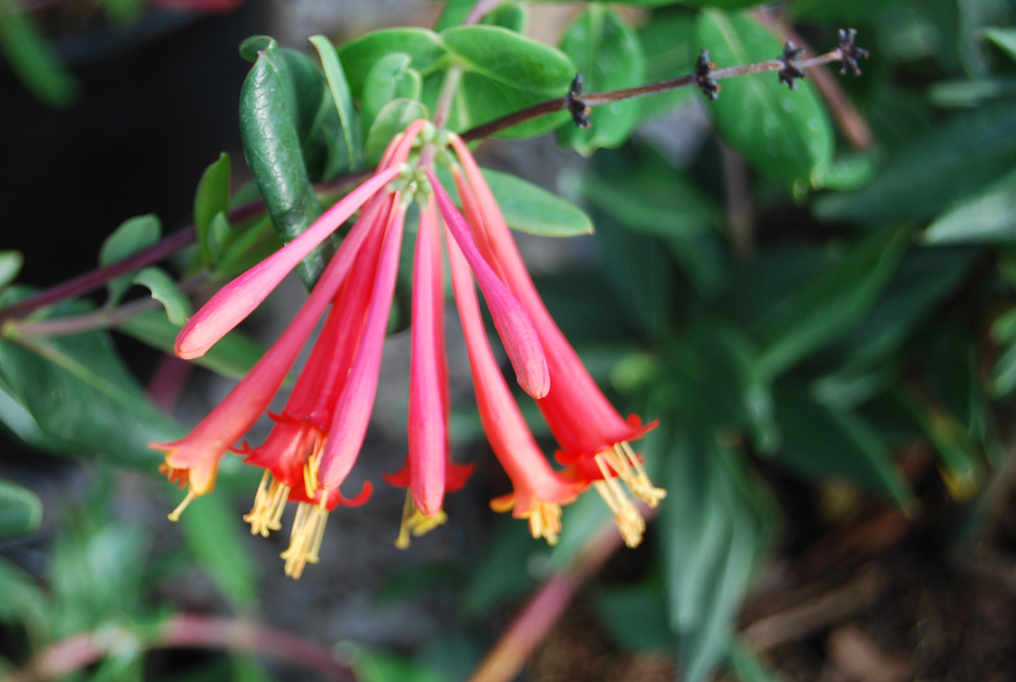 Honeysuckle