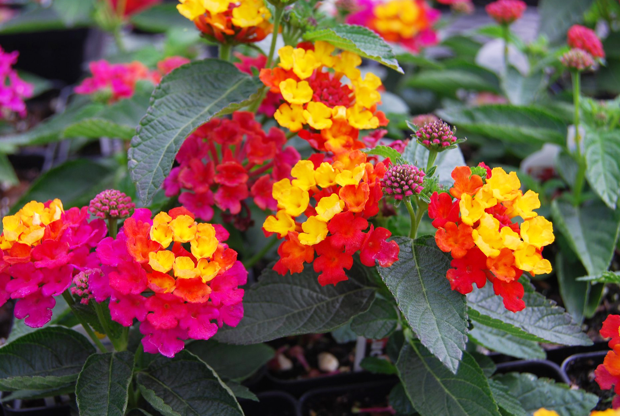 Lantana