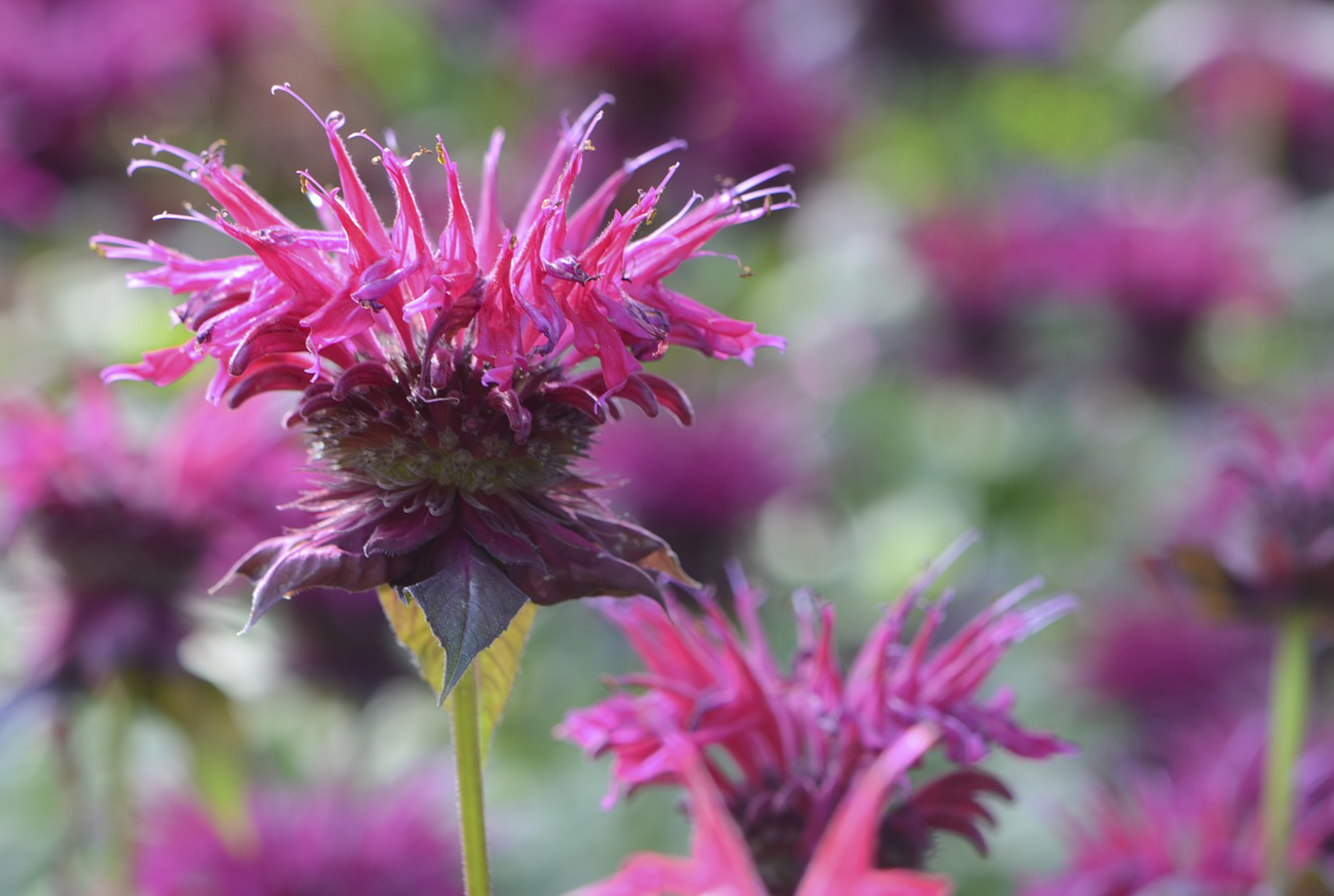 Monarda