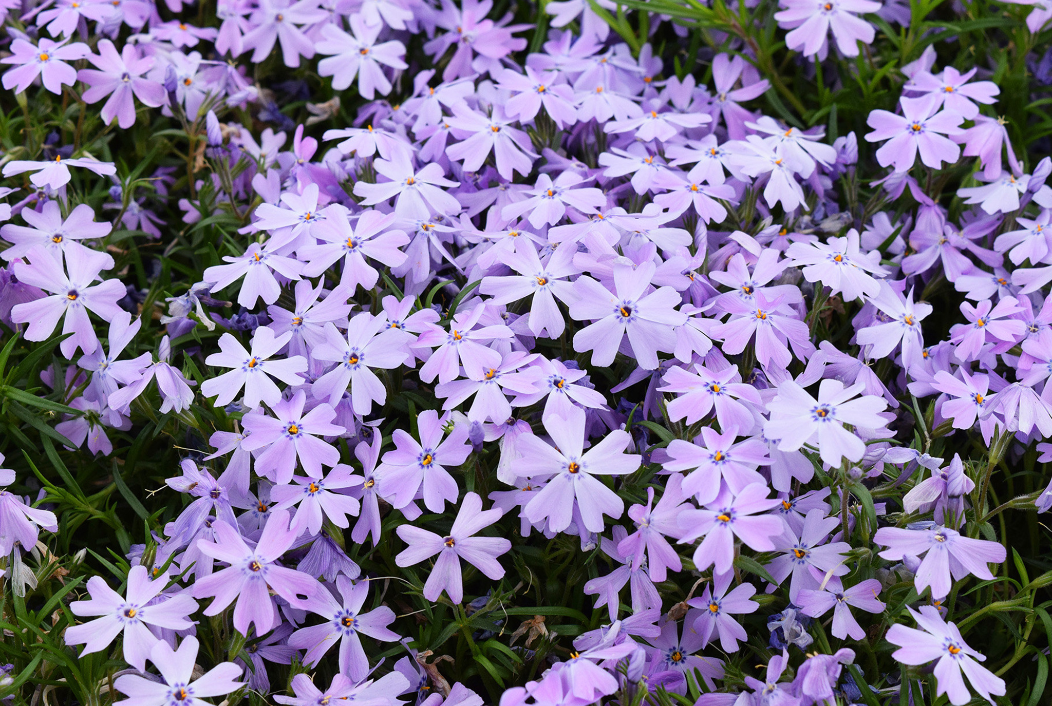 Phlox