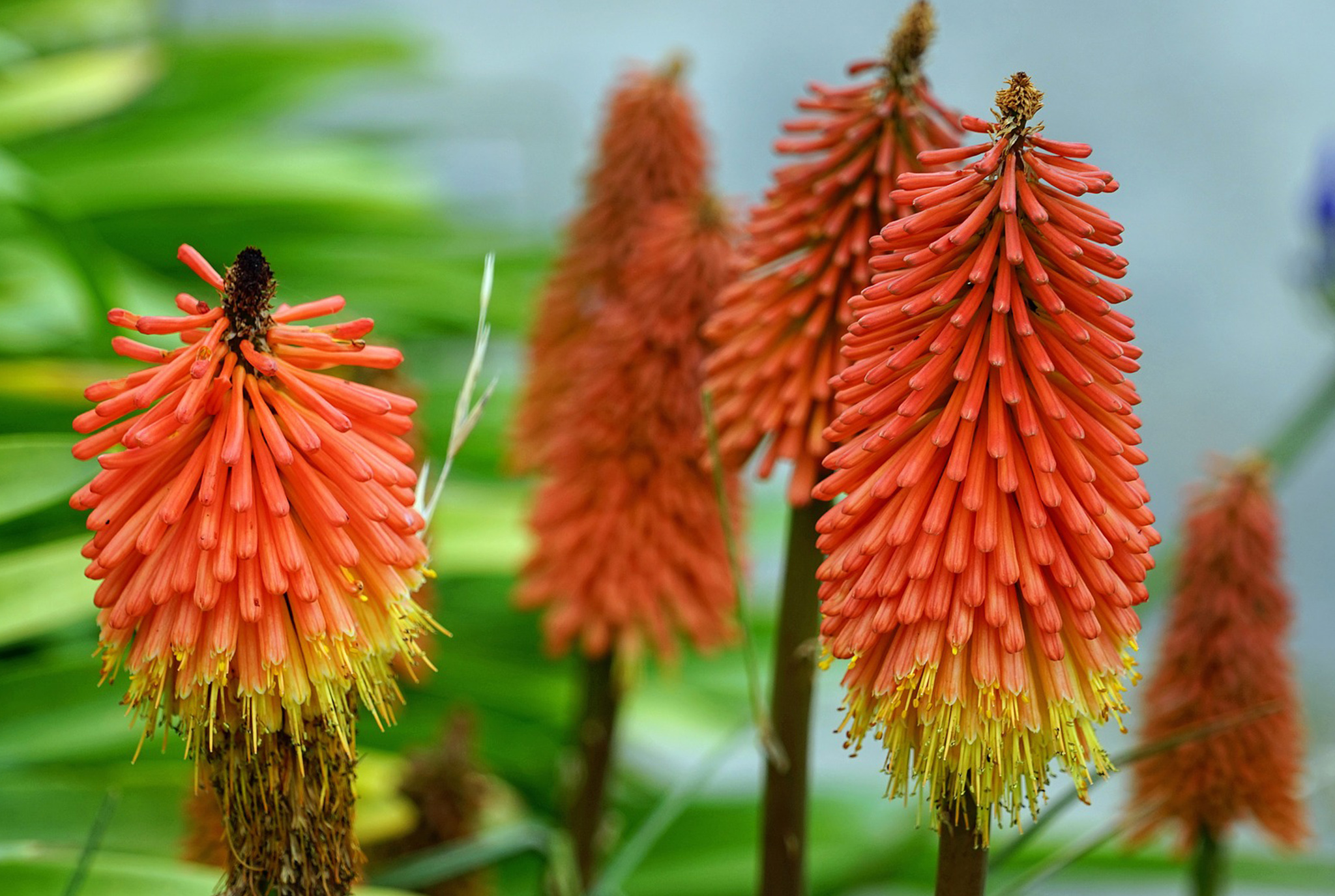 Red Hot Poker