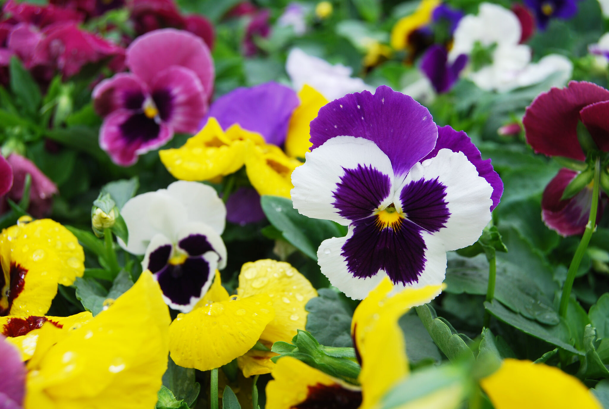 Color Your Garden Southwood Grown Pansies Are arriving daily