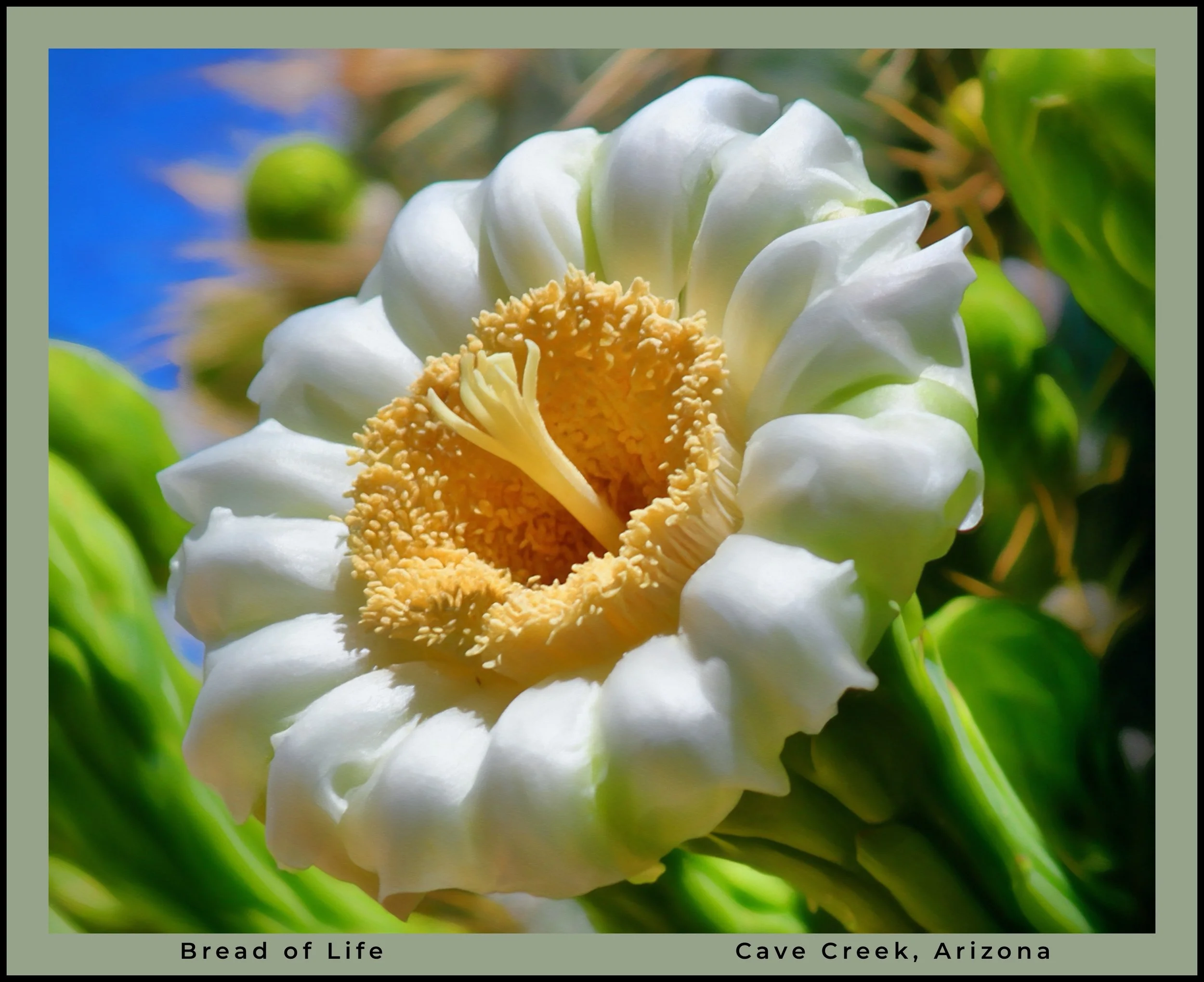 IMG_7724 oil logo-2.jpg