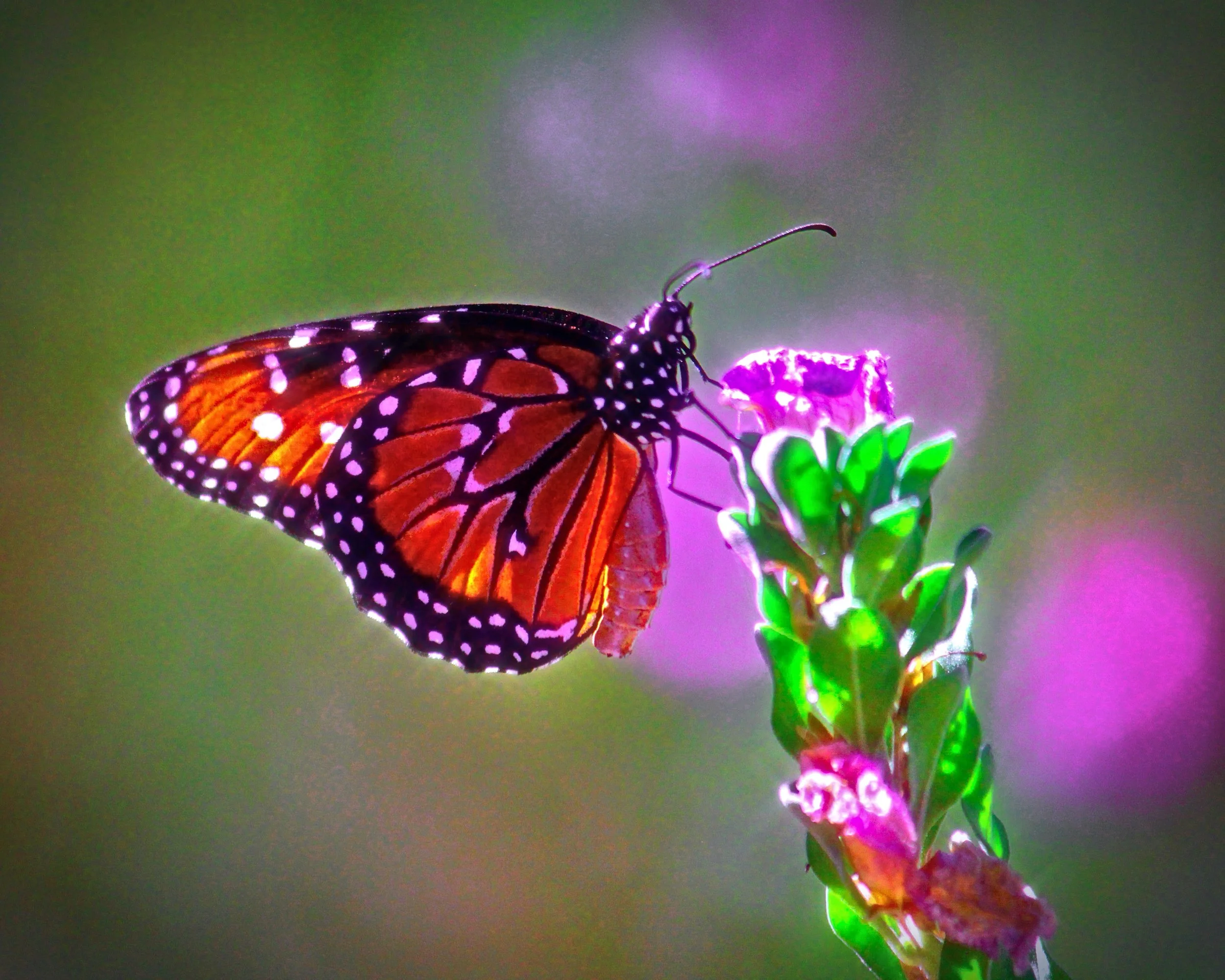 4685 oil madamme.jpeg