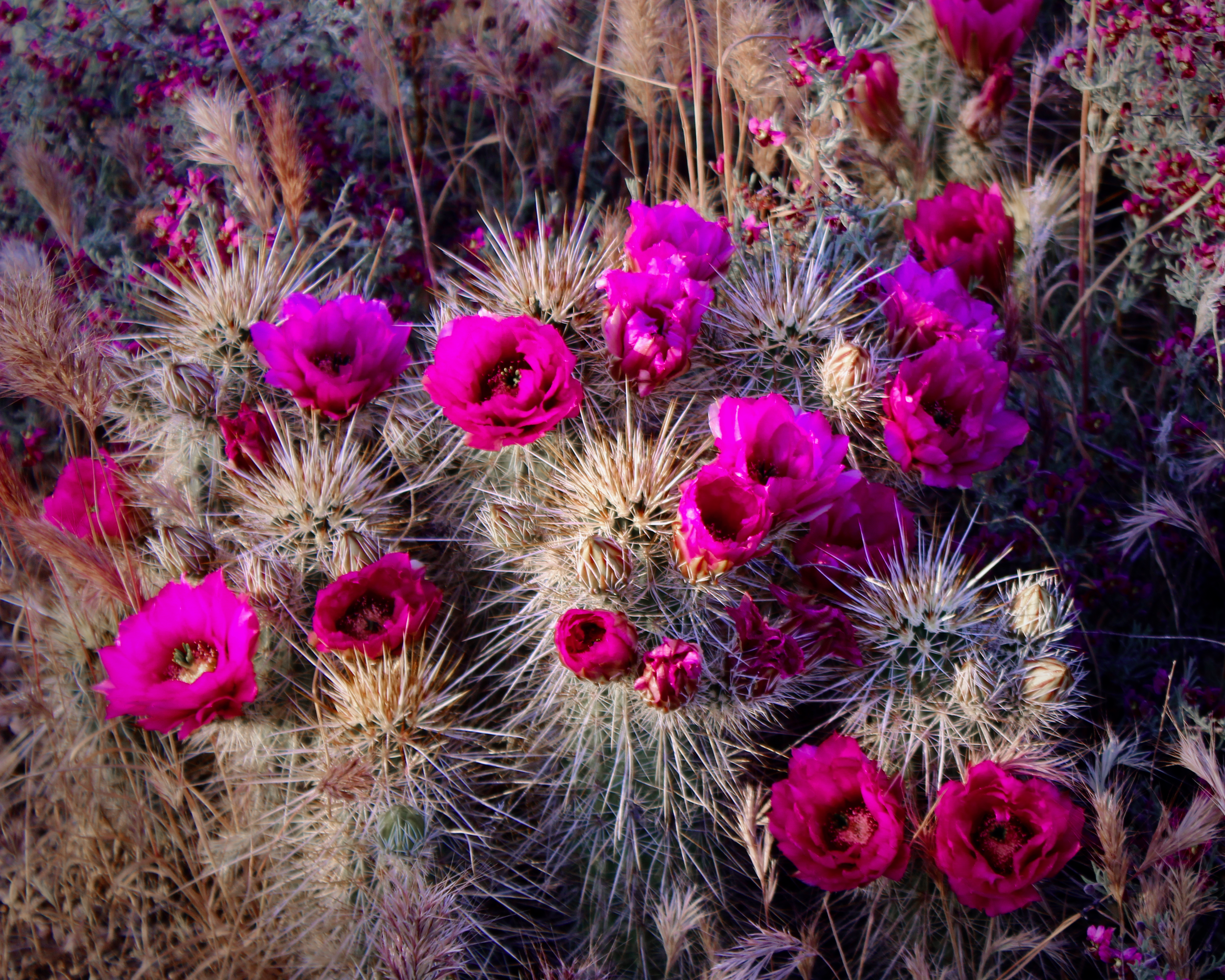 IMG_7500 (1).png