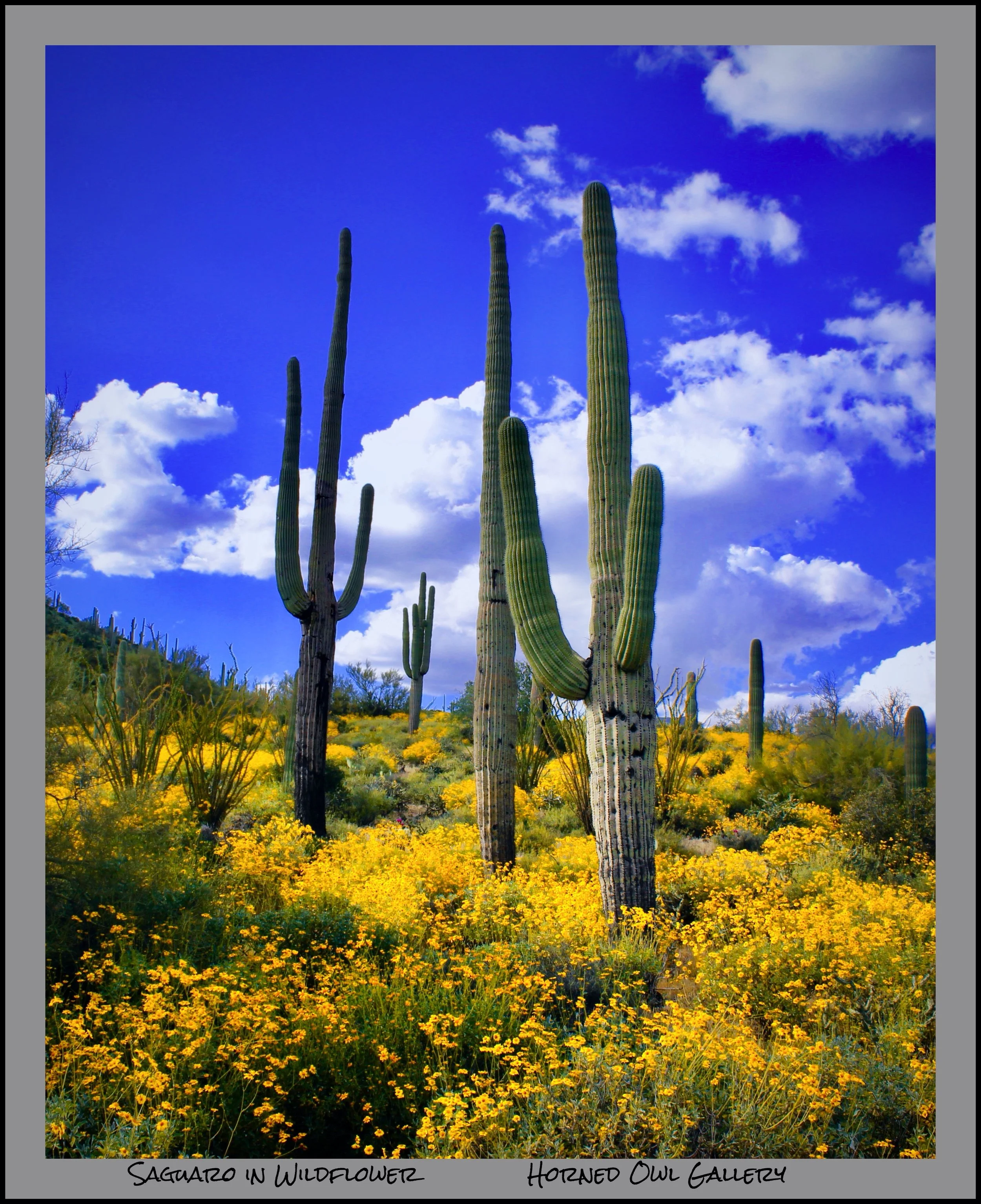 IMG_7009 (2) master logo.jpg