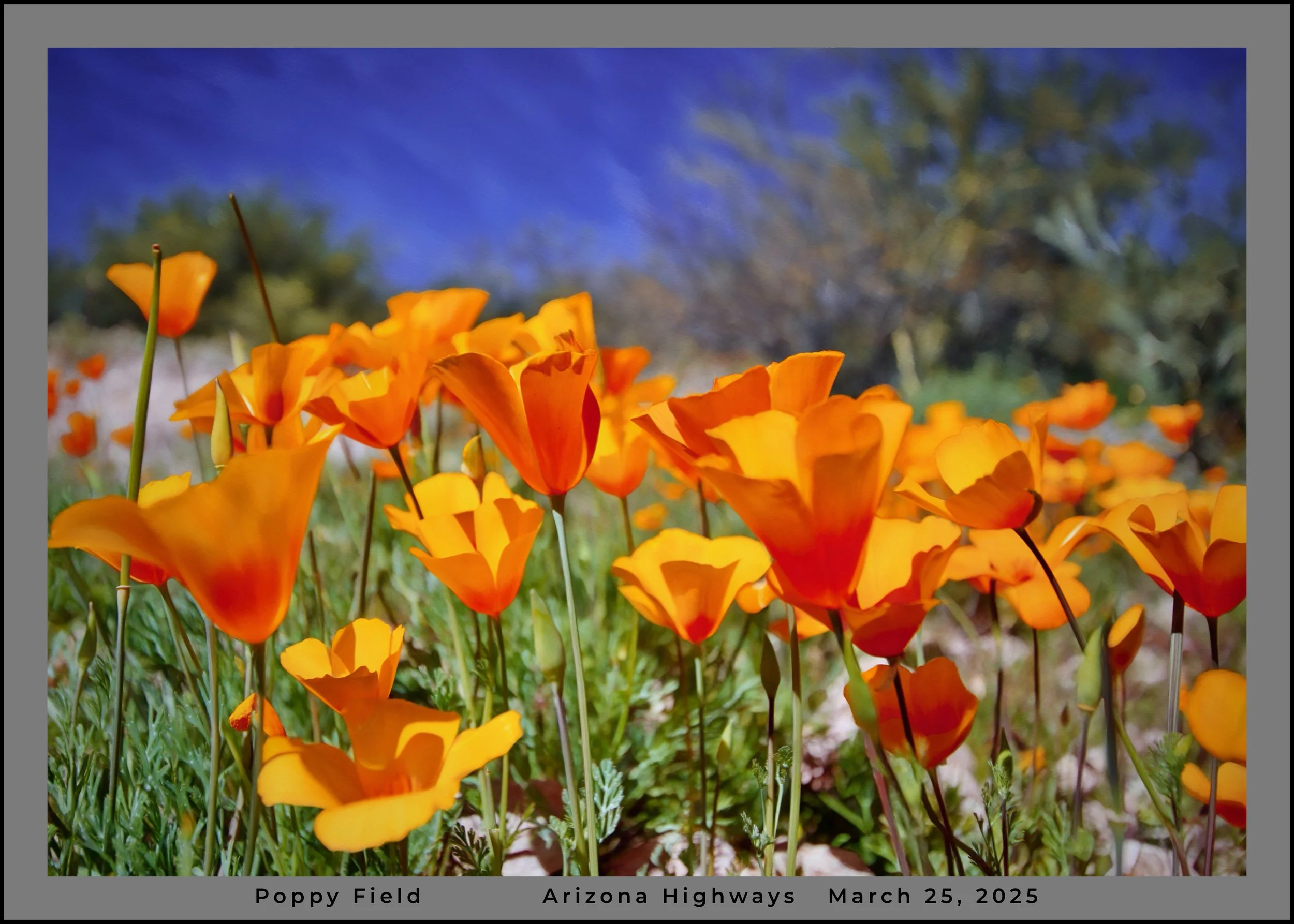 IMG_6024 (11) oil logo.jpg