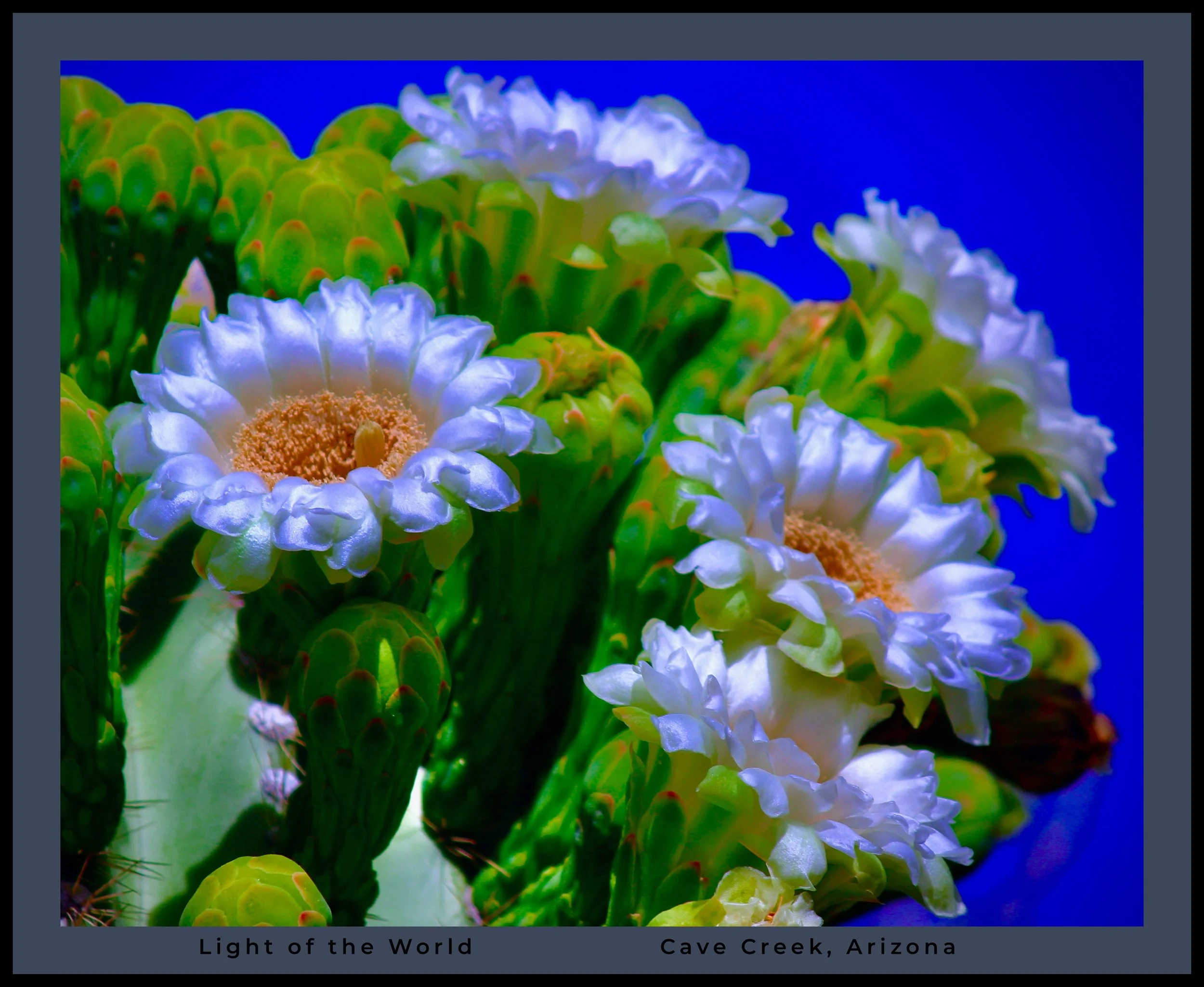 IMG_4279 (5) logo.jpg