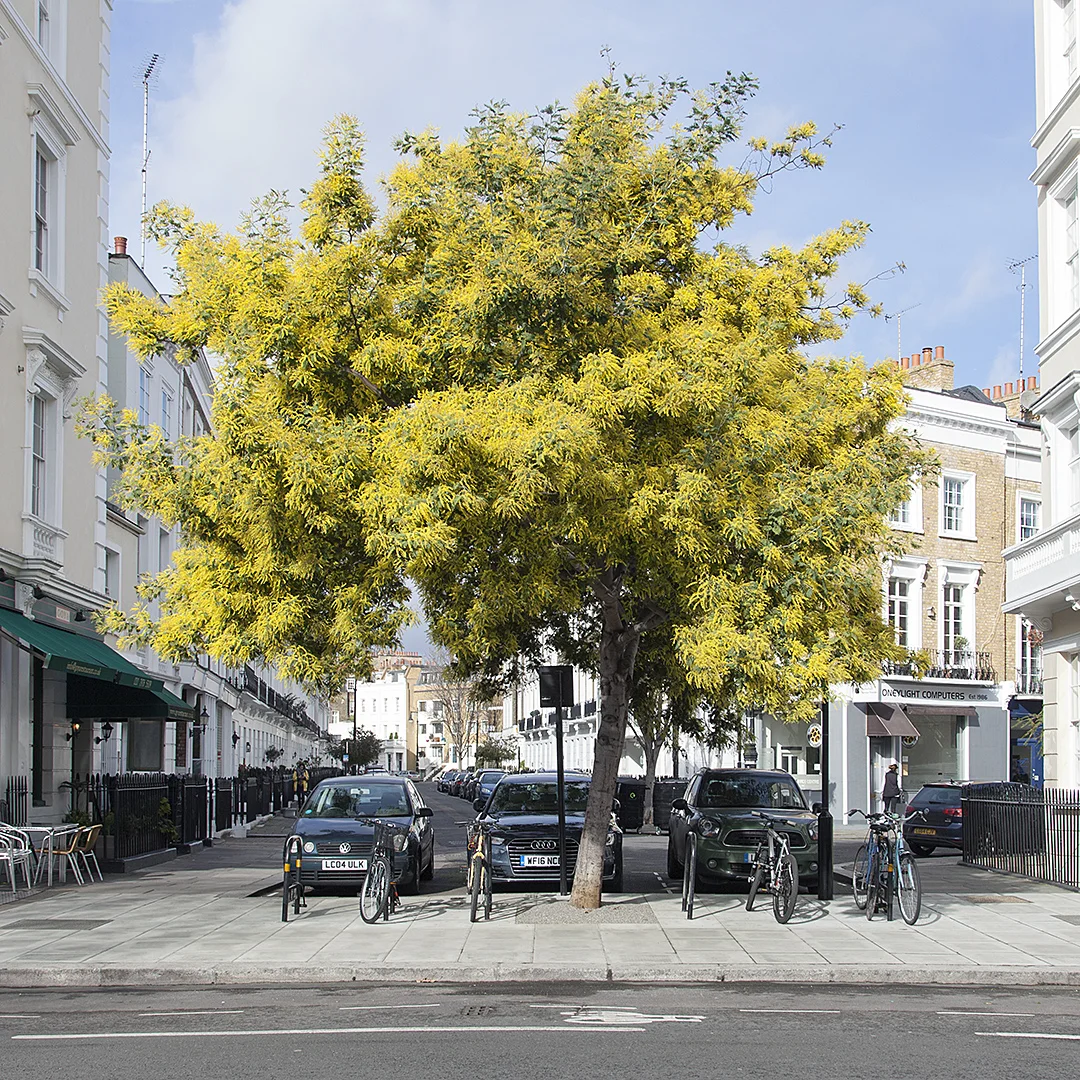 Just one of hundreds of stunning images of London's street trees contained in this book. This is a Mimosa in Pimlico!