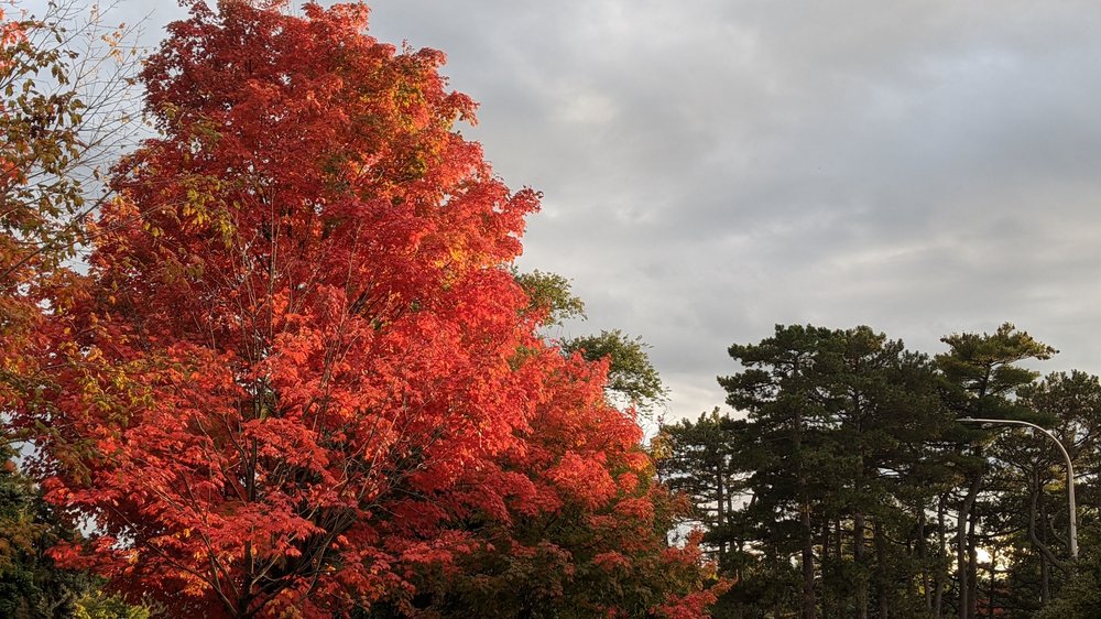 Burnet Park in Fall