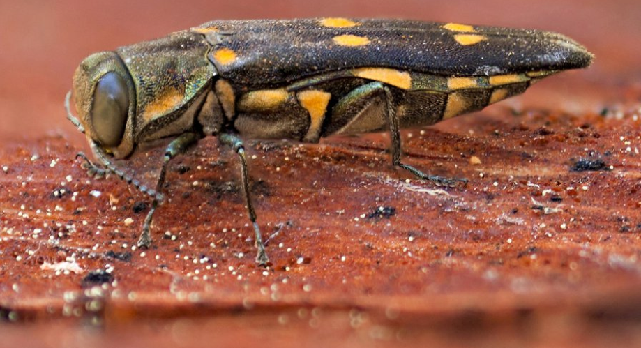 Goldspotted oak borer beetle. Courtesy Center for Invasive Studies Research/UC Riverside Mike Lewis
