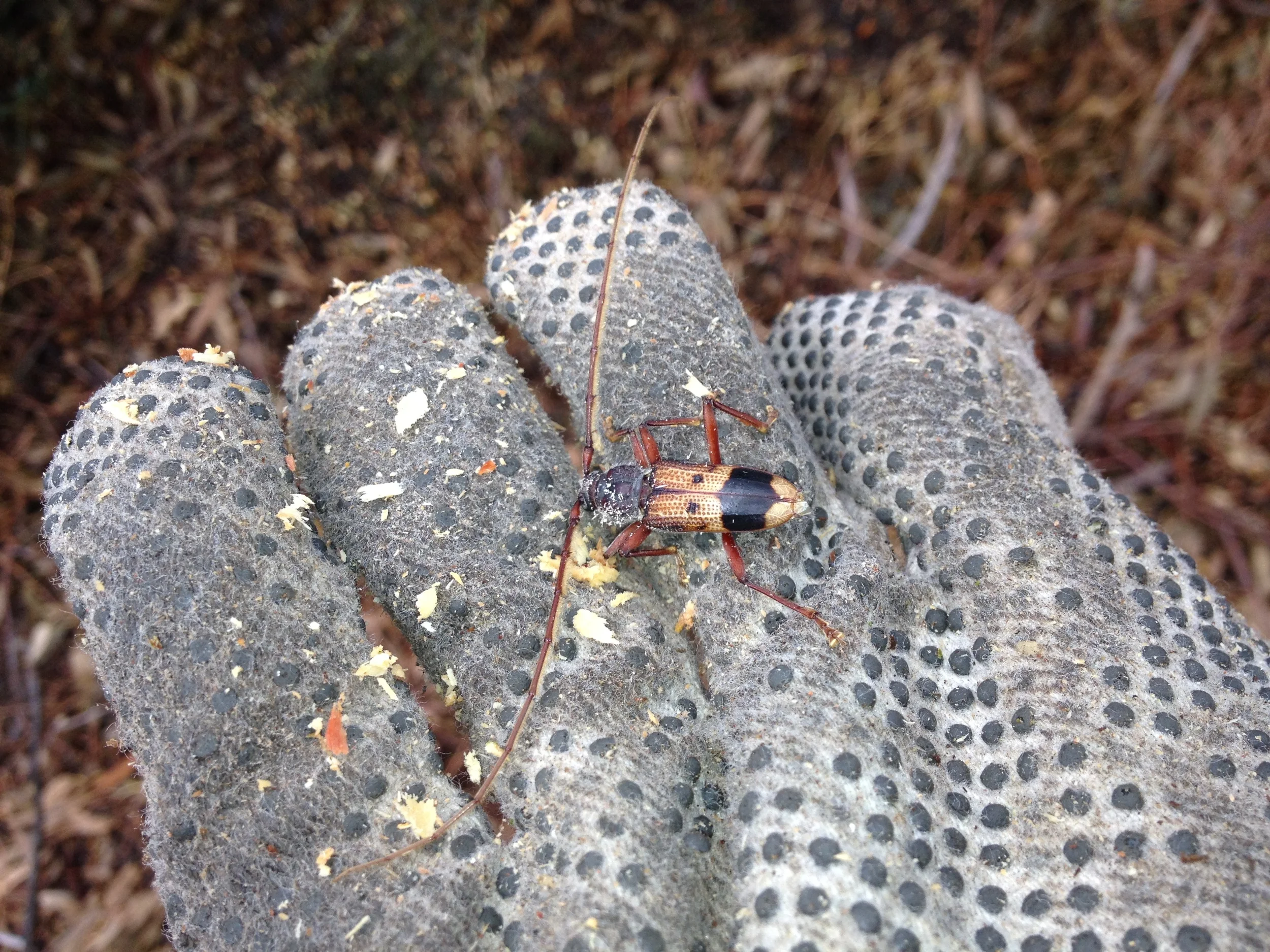 The Eucalyptus Longhorned Borer