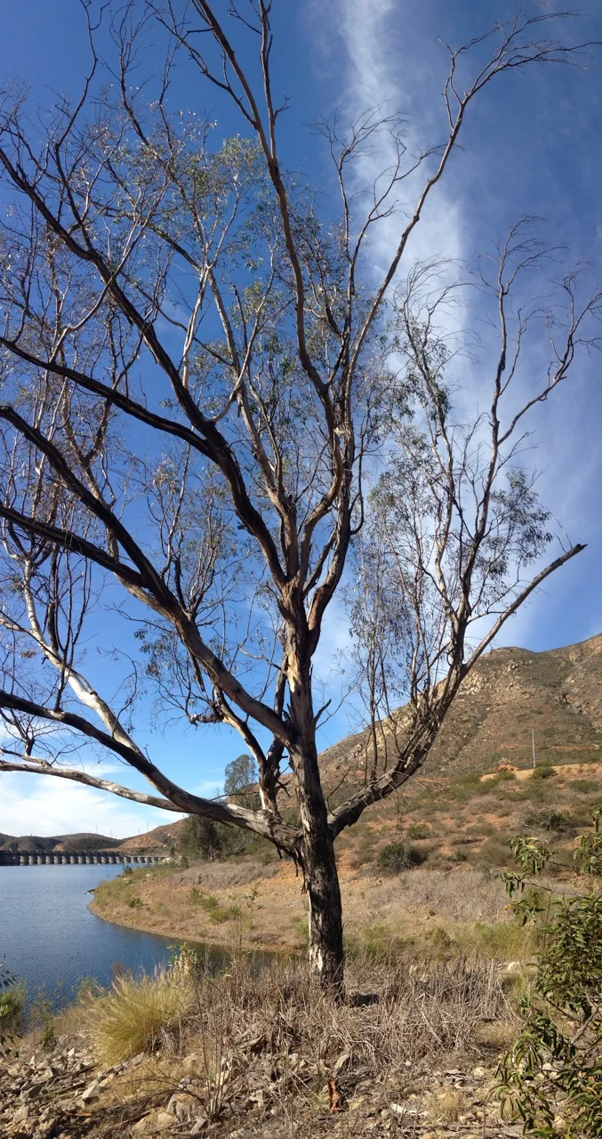 Unhealthy Eucalyptus Tree