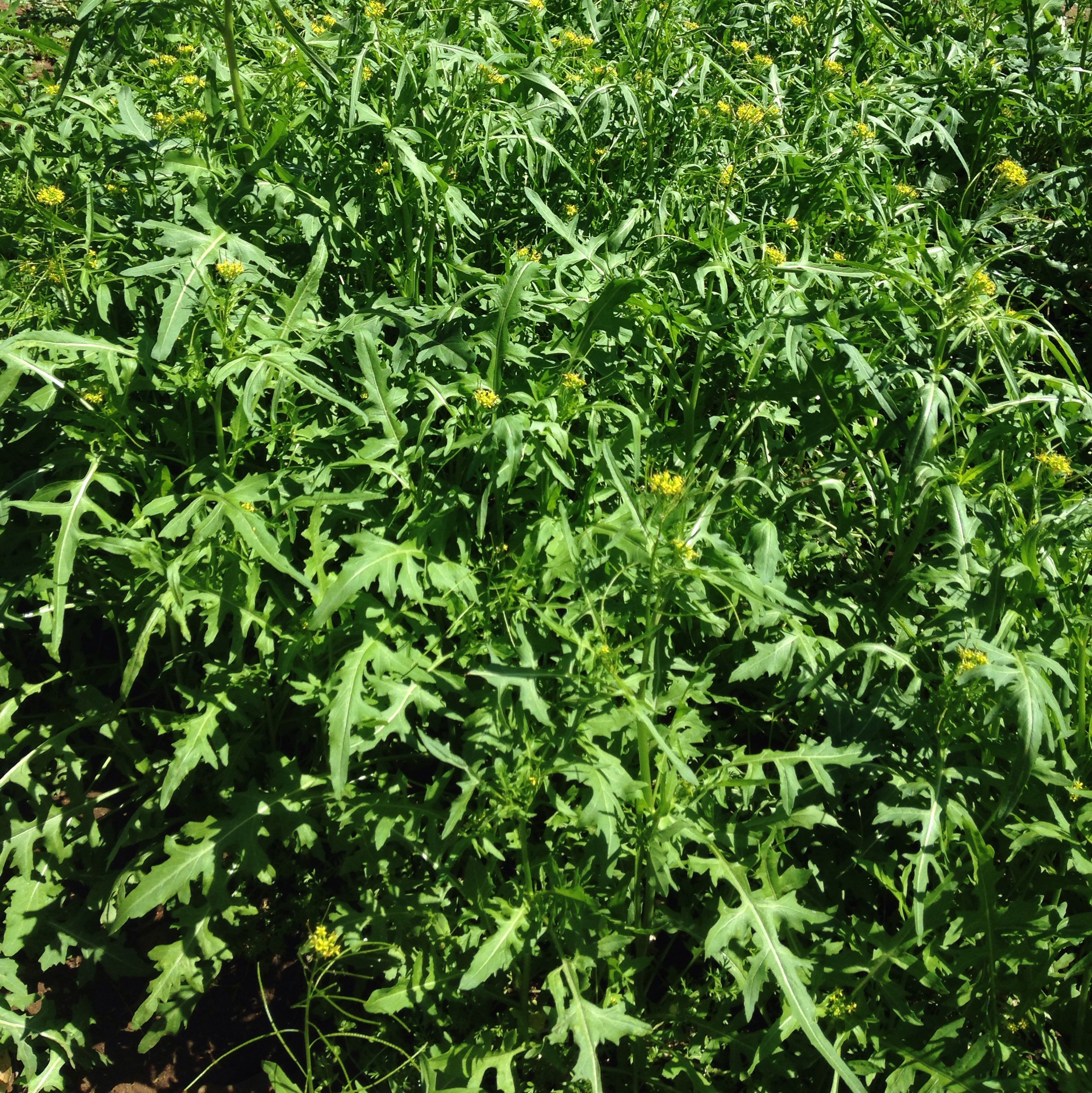 Weed Alert - London rocket  (Sisymbrium irio)