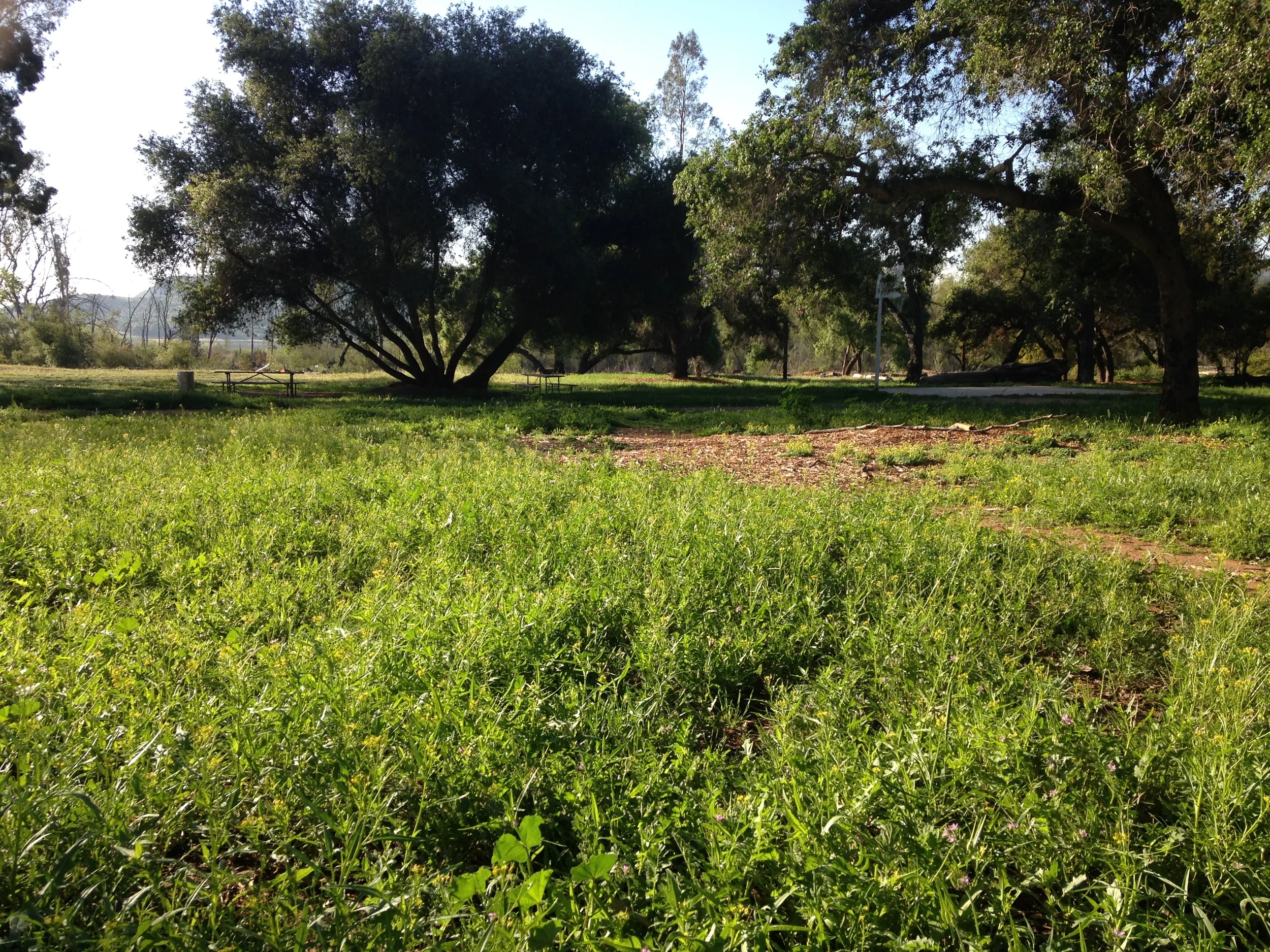 Project Update: Del Dios Park