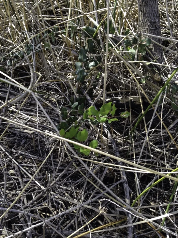 A volunteer oak seedling.