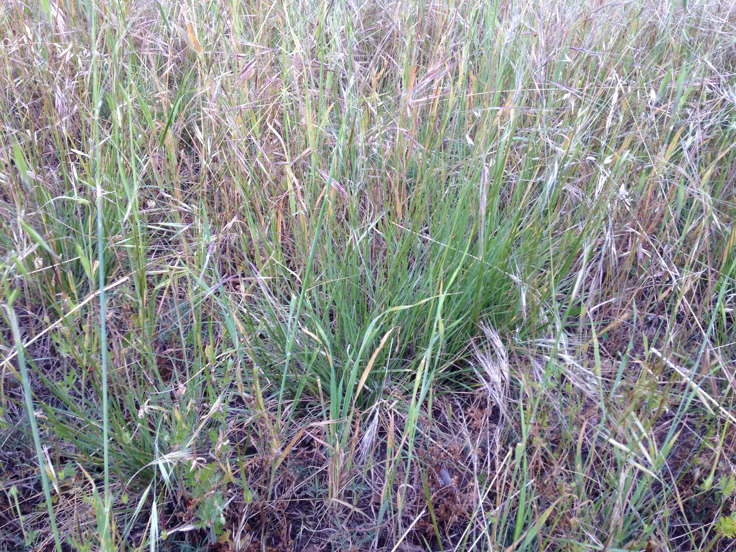The purple needle grass grows in "tufts". This photo shows 4-5, with a few close together in the center and two smaller ones toward the left. The purple coloring is in the seed (see next image).